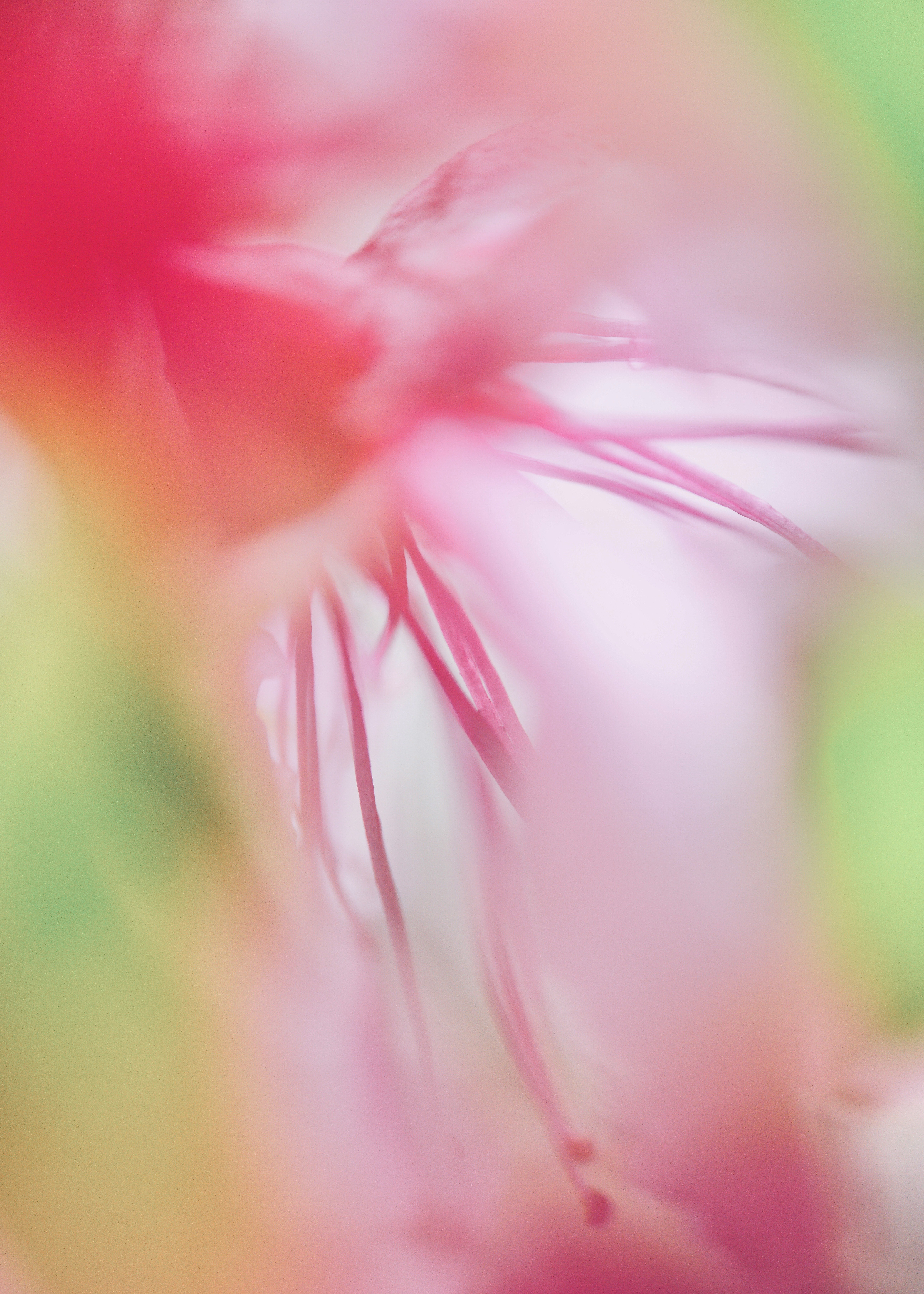 色と光がにじむボケの抽象的な花のクローズアップ