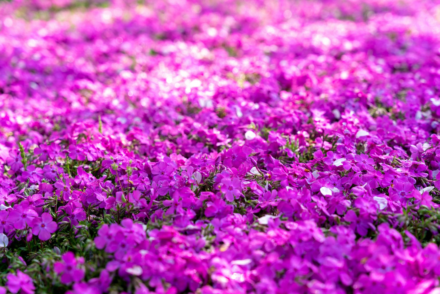Fiori rosa vivaci che coprono il terreno