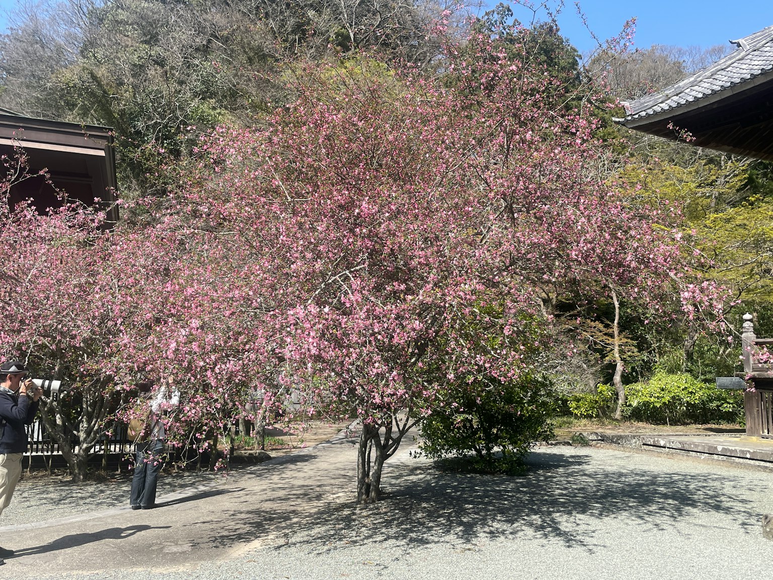 만개한 벚꽃나무와 방문객이 있는 정원