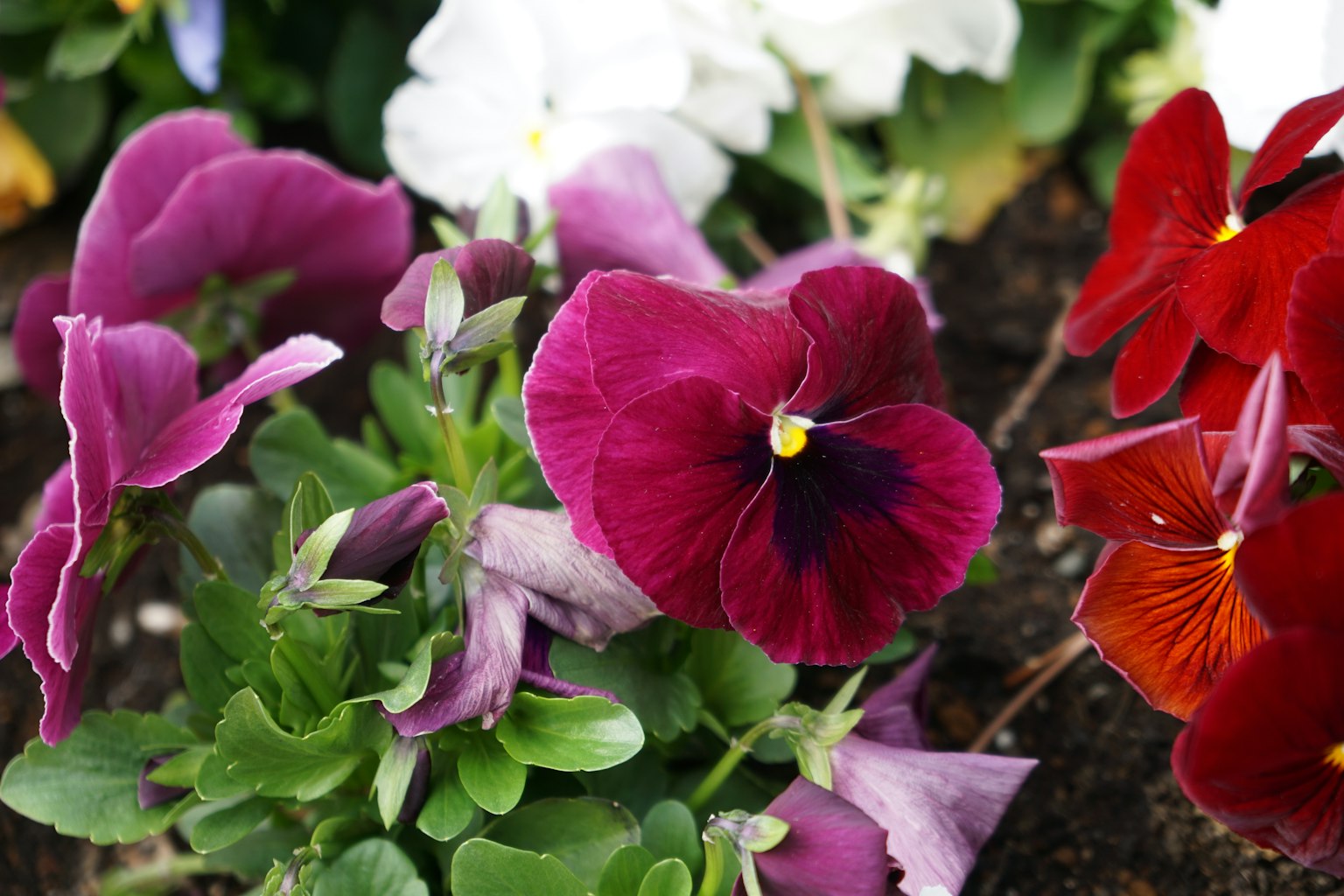 Primo piano di viole del pensiero colorate che fioriscono in un'aiuola