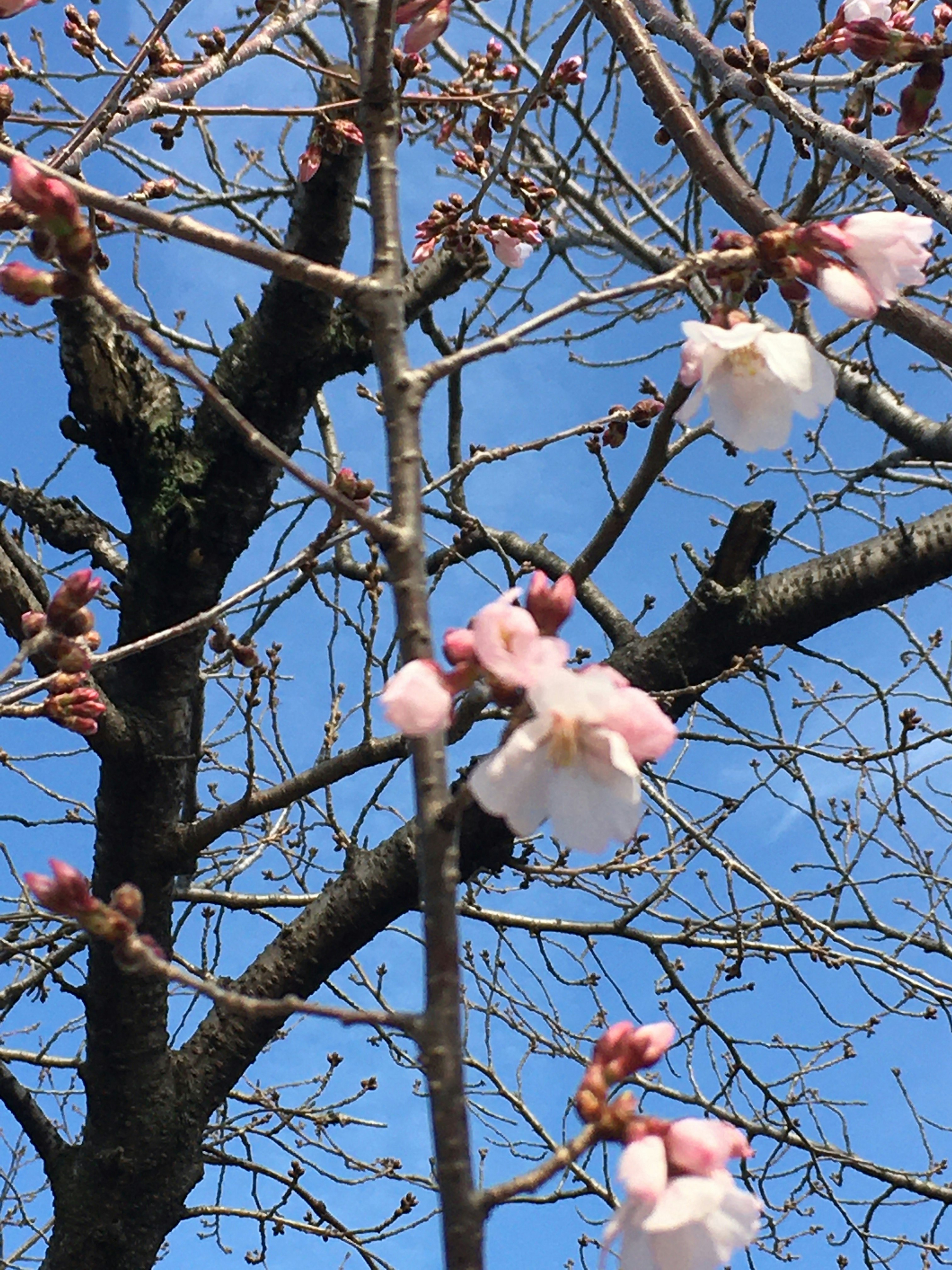 Fleurs de cerisier et branches sur un ciel bleu