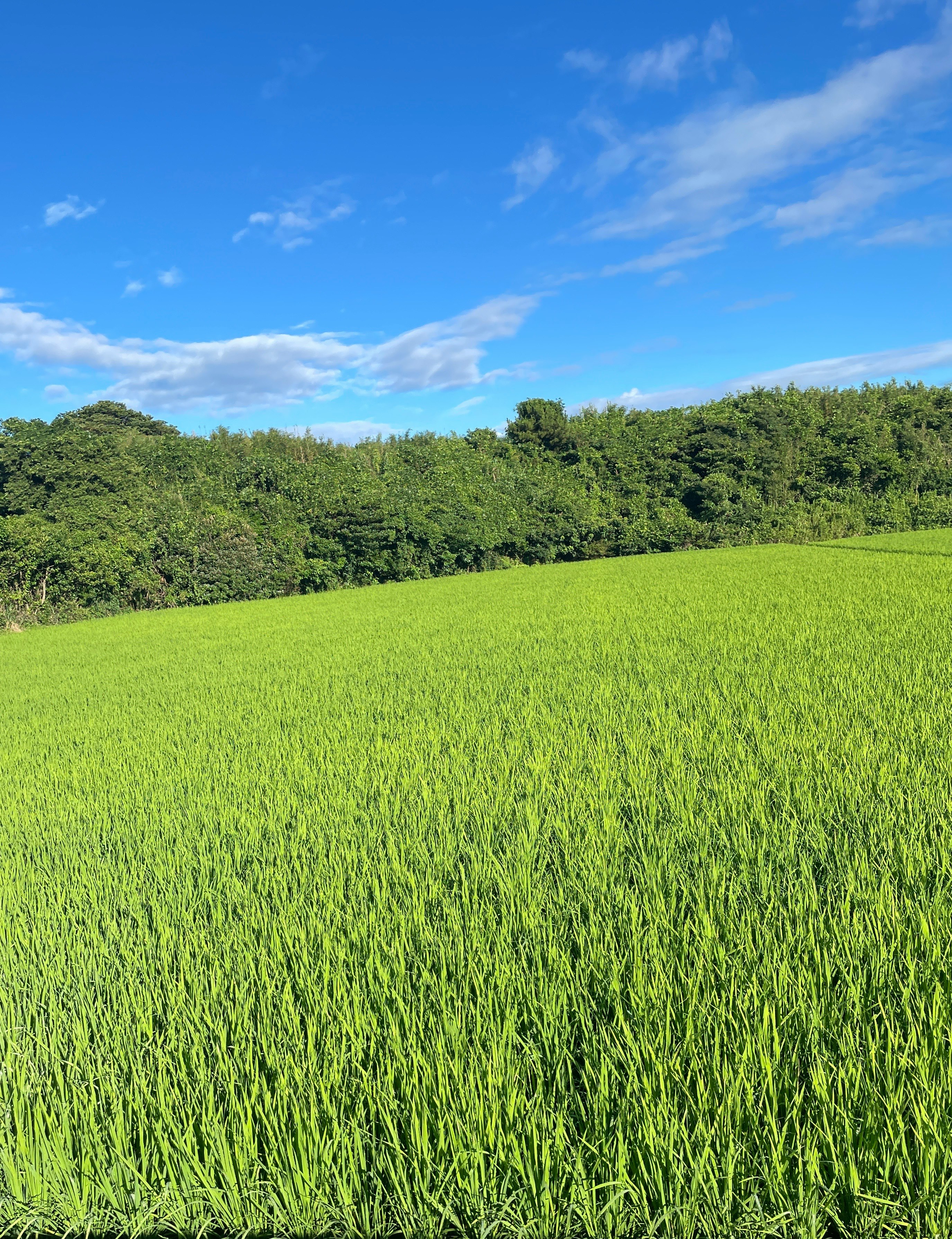 青空の下の緑の田園風景