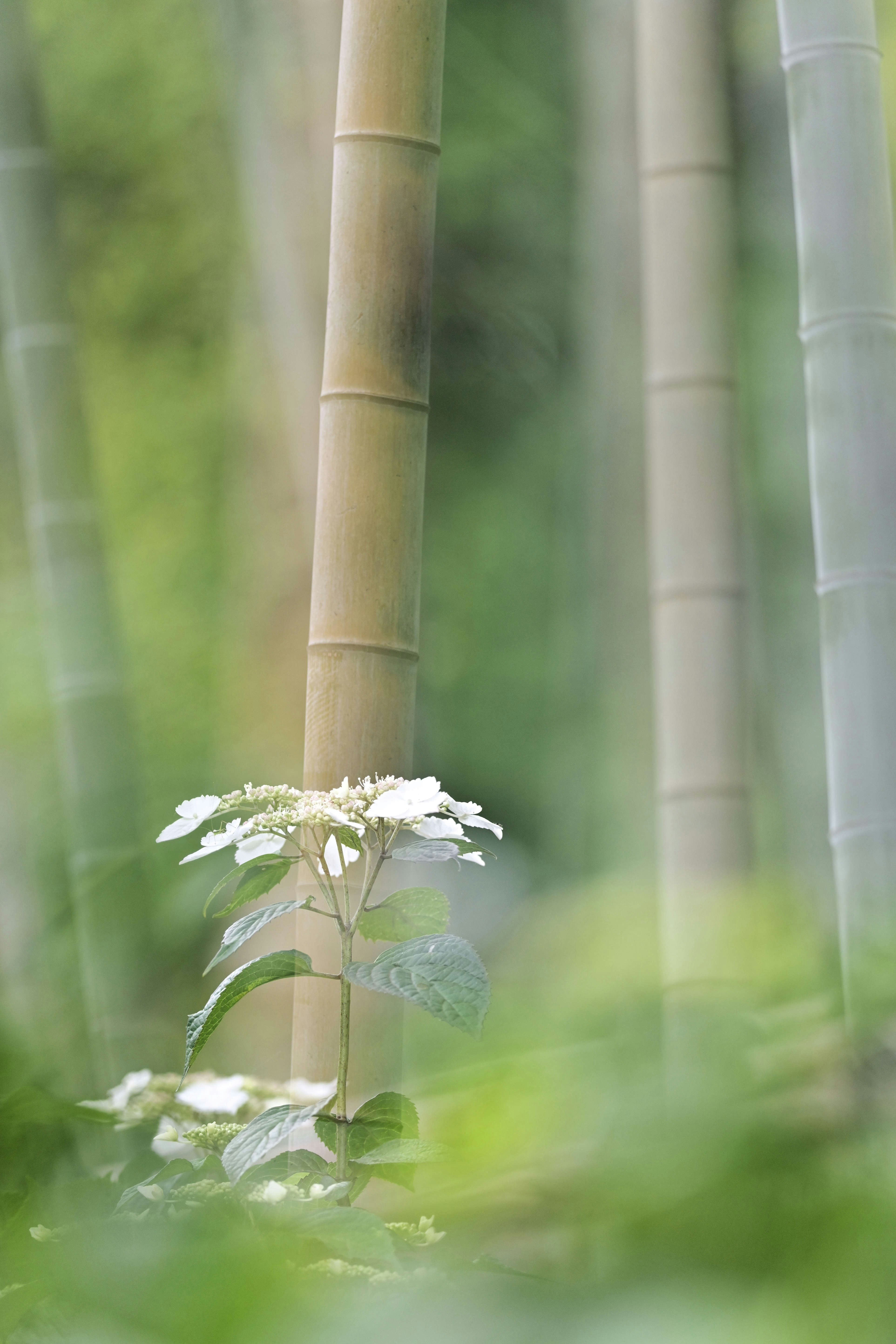 梅雨の竹林に咲く紫陽花の多重露光風のふんわりした花