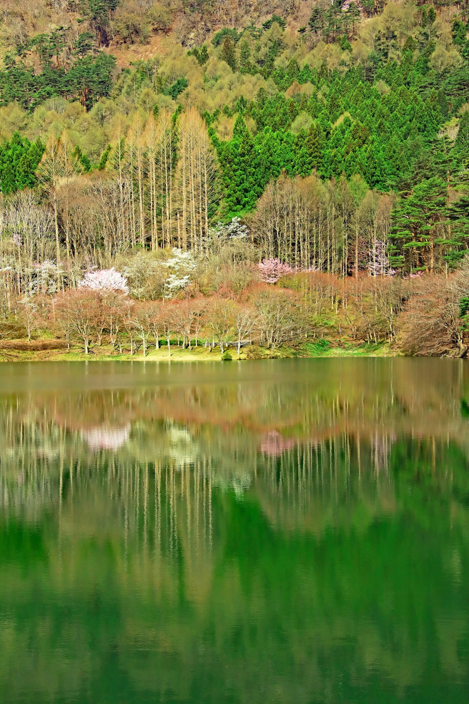 Vista serena del lago con hermosos reflejos de árboles verdes
