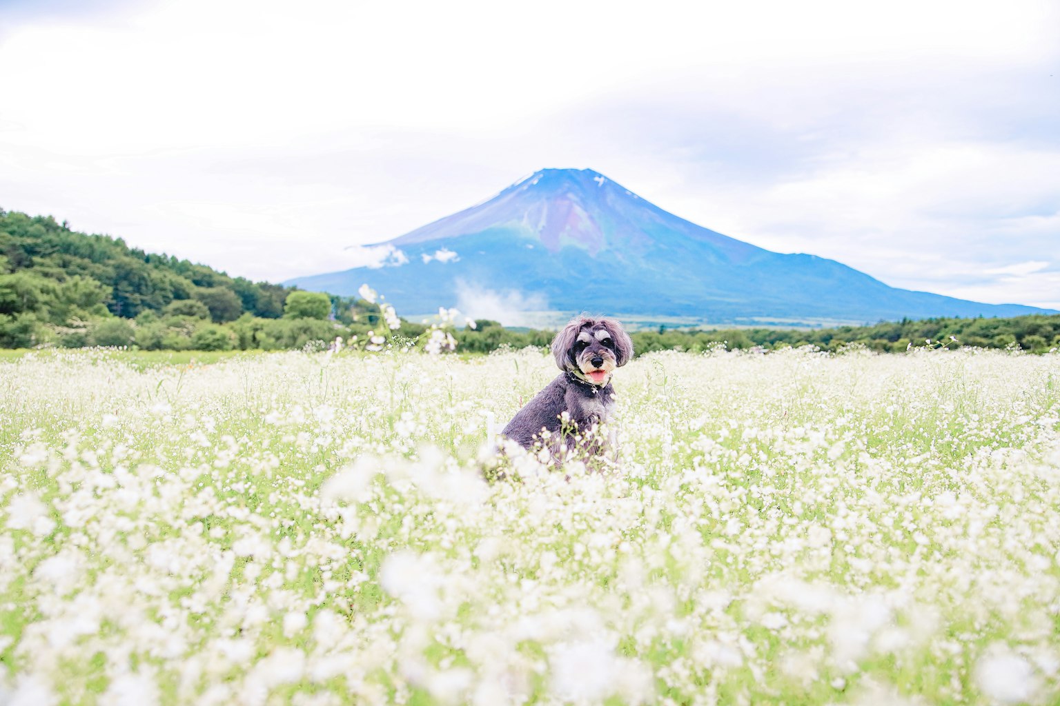 Perro jugando en un campo con fondo de montaña