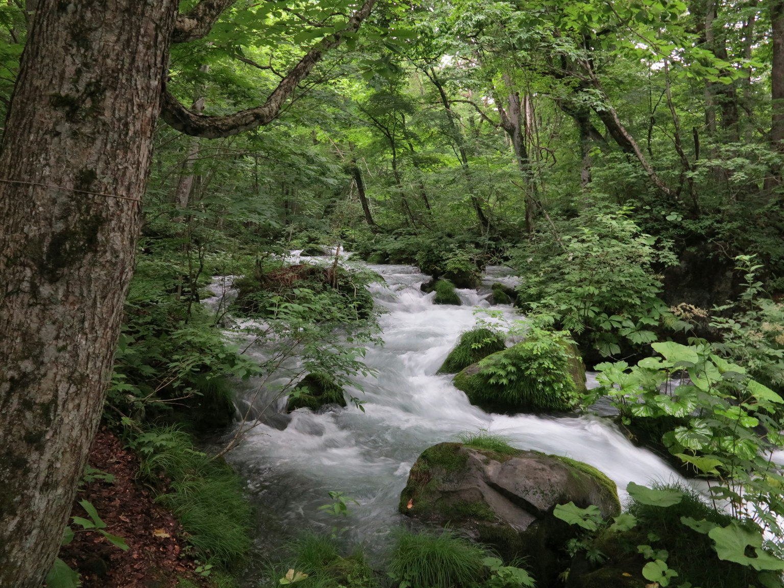 Un arroyo que fluye rodeado de árboles verdes exuberantes