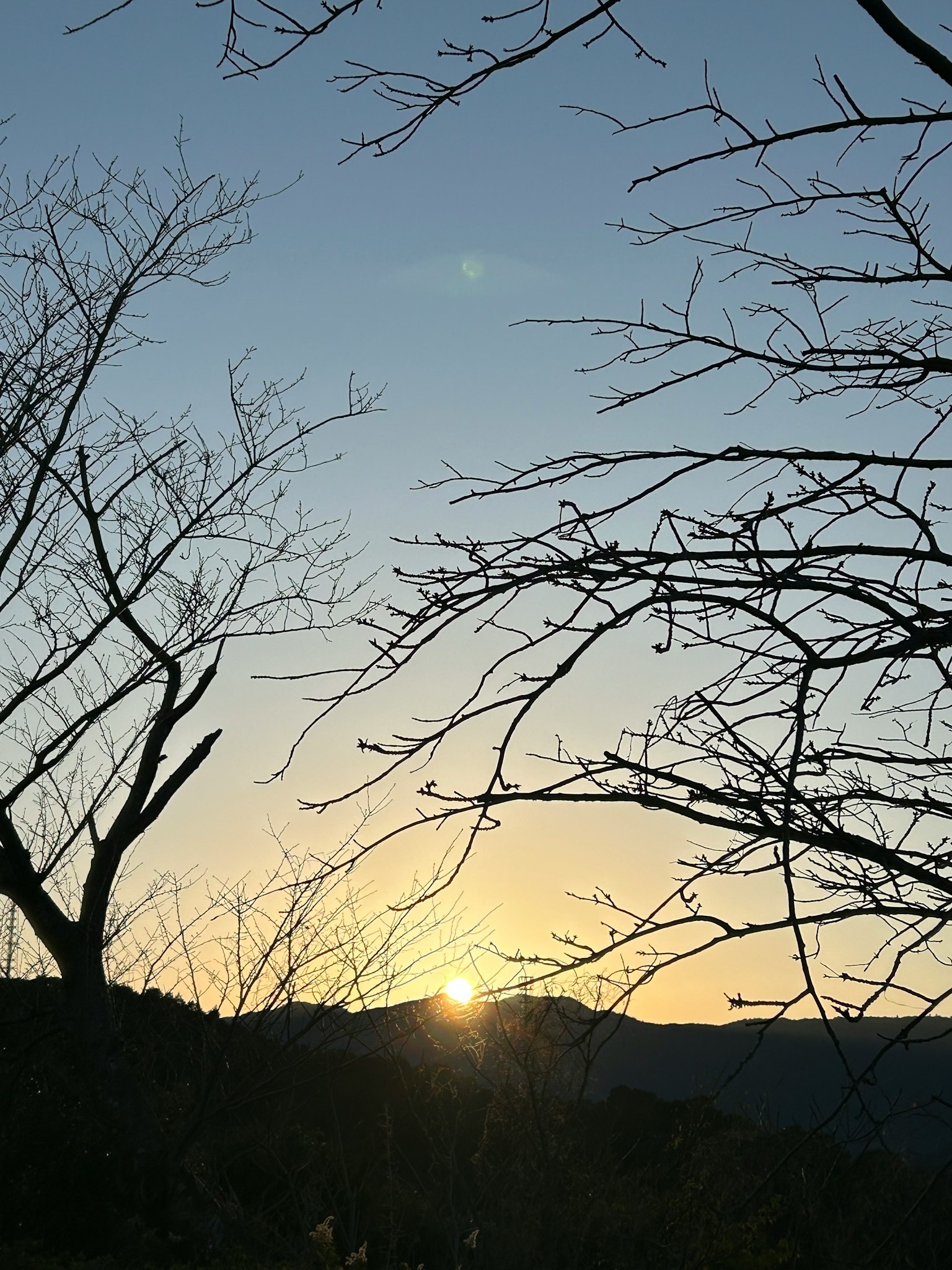 Silhouette di alberi spogli contro un tramonto sulle montagne