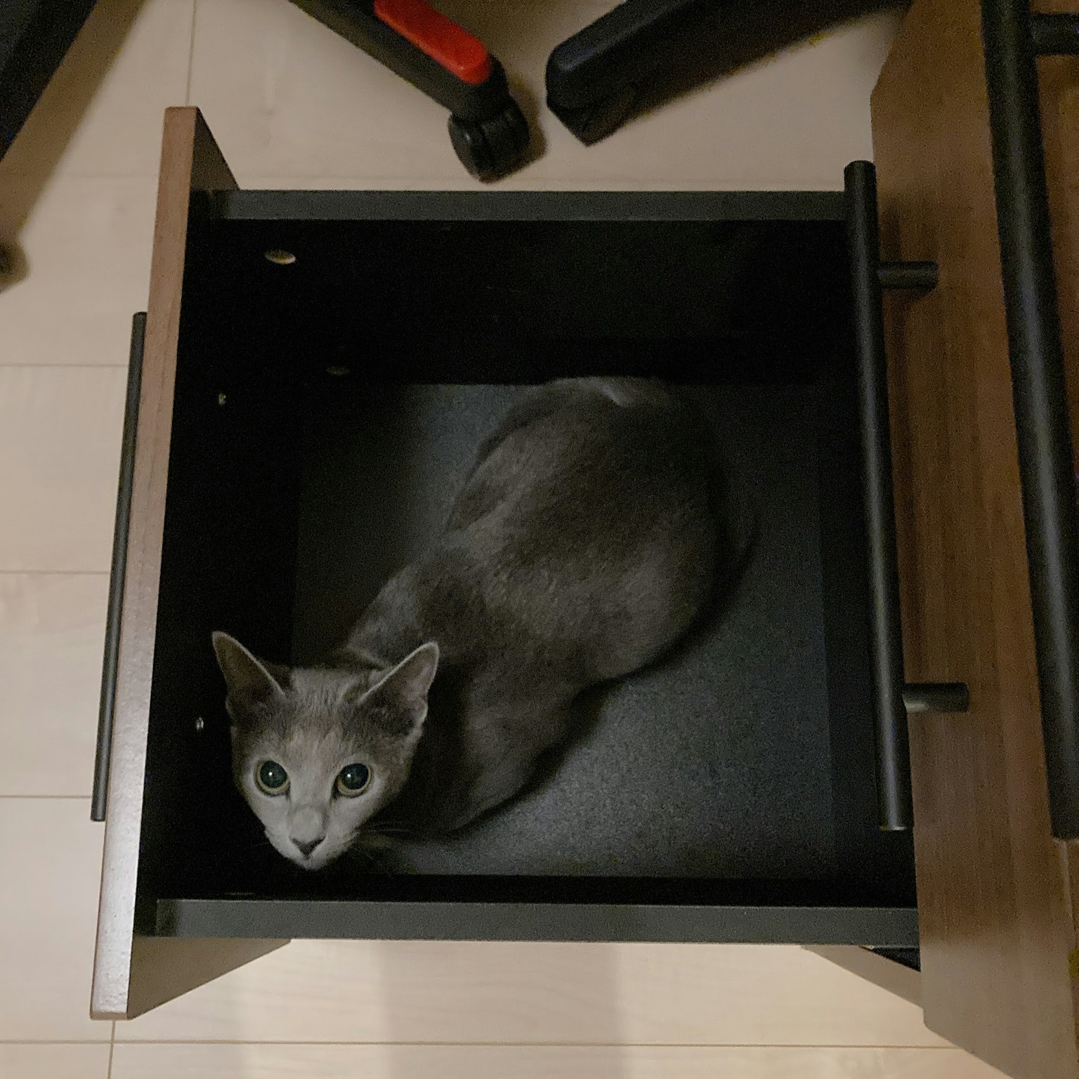 Gato gris sentado dentro de un cajón