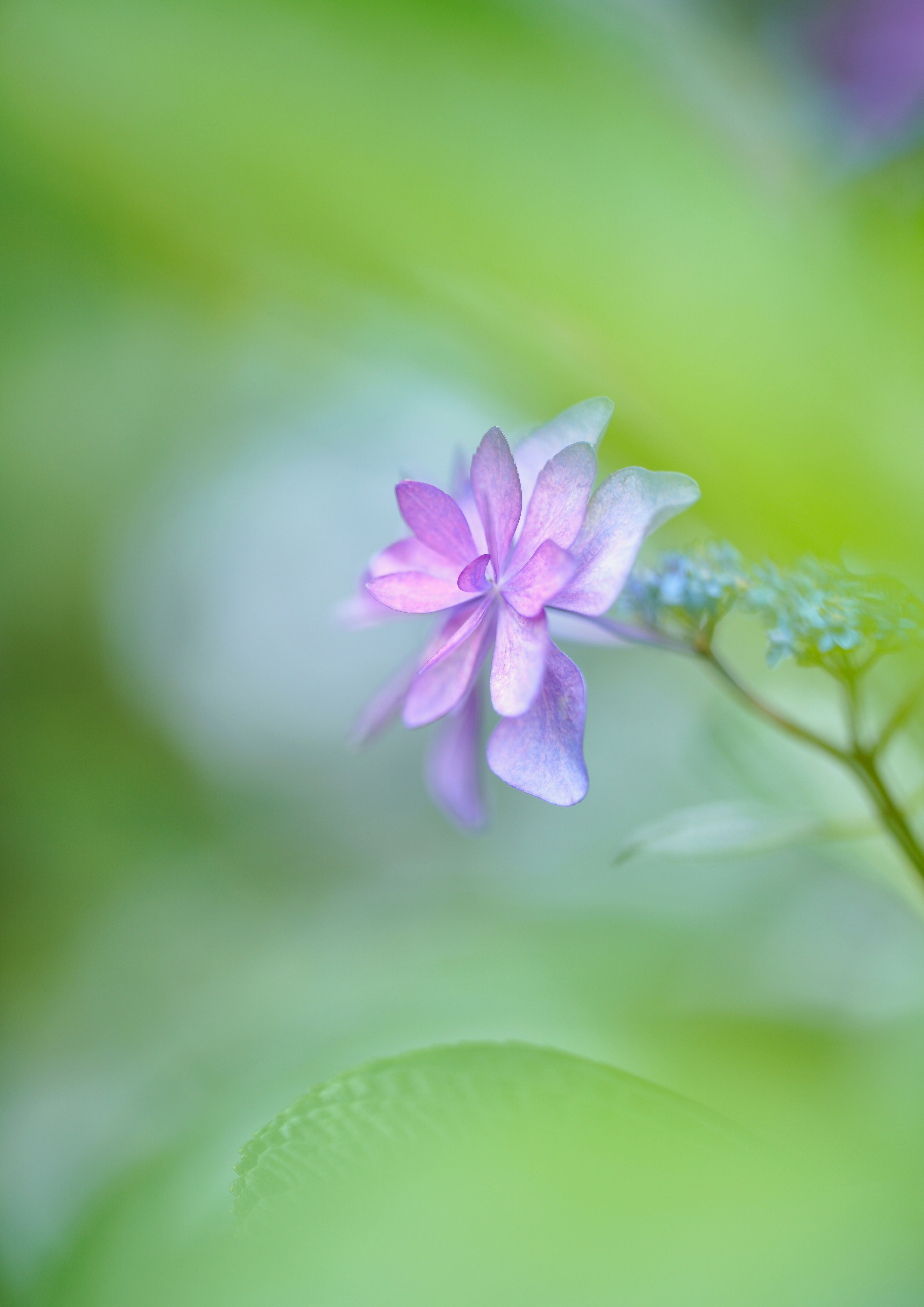 日比谷公園の紫陽花の一輪を望むボケ背景