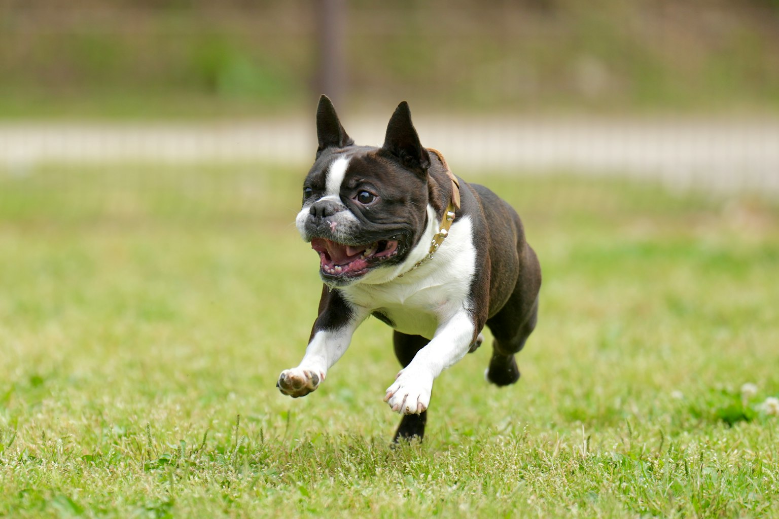 走っているボストン・テリアの犬が芝生の上で楽しそうに遊んでいる