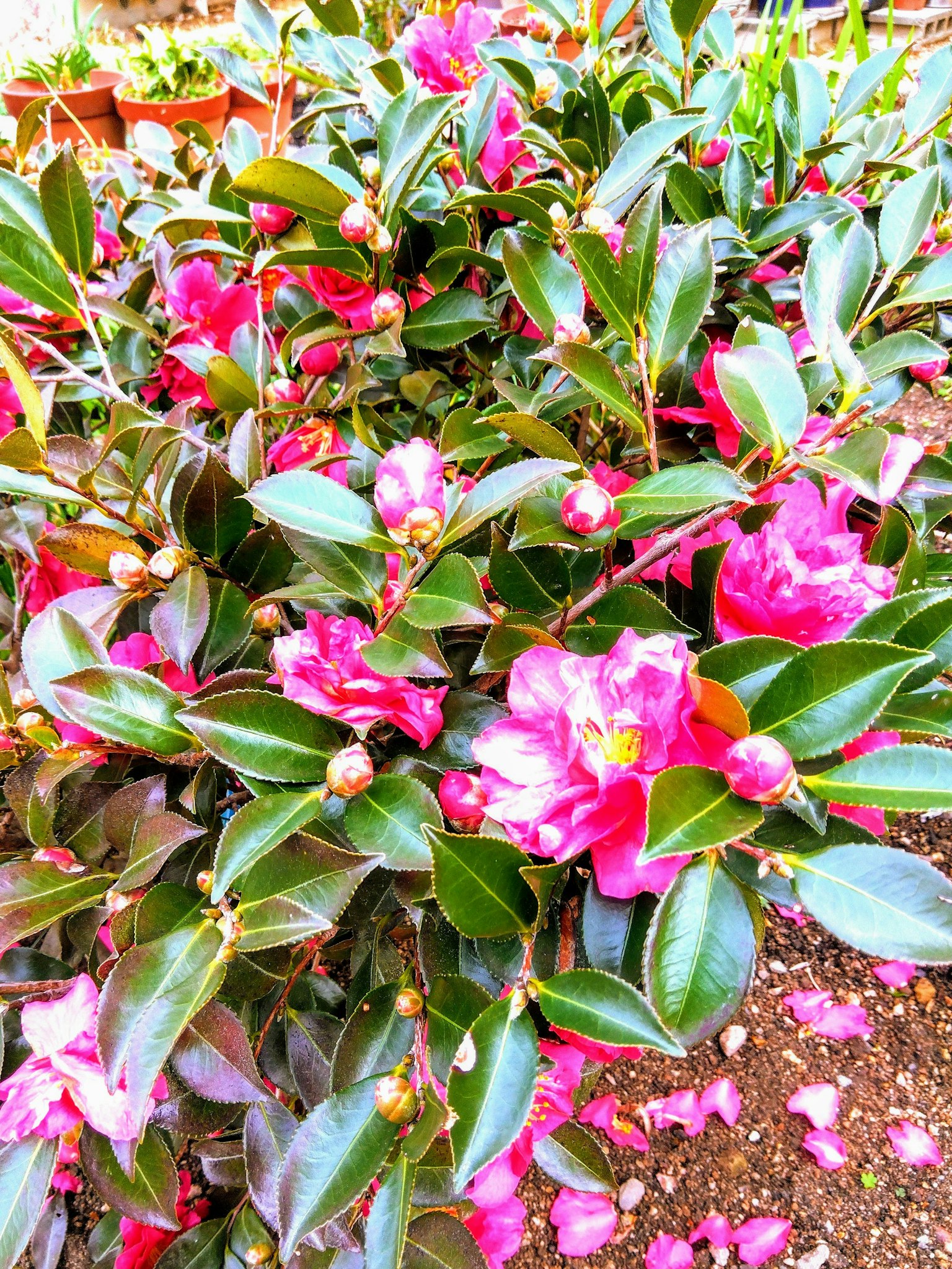 Fiori rosa vivaci che sbocciano su una pianta di camelia