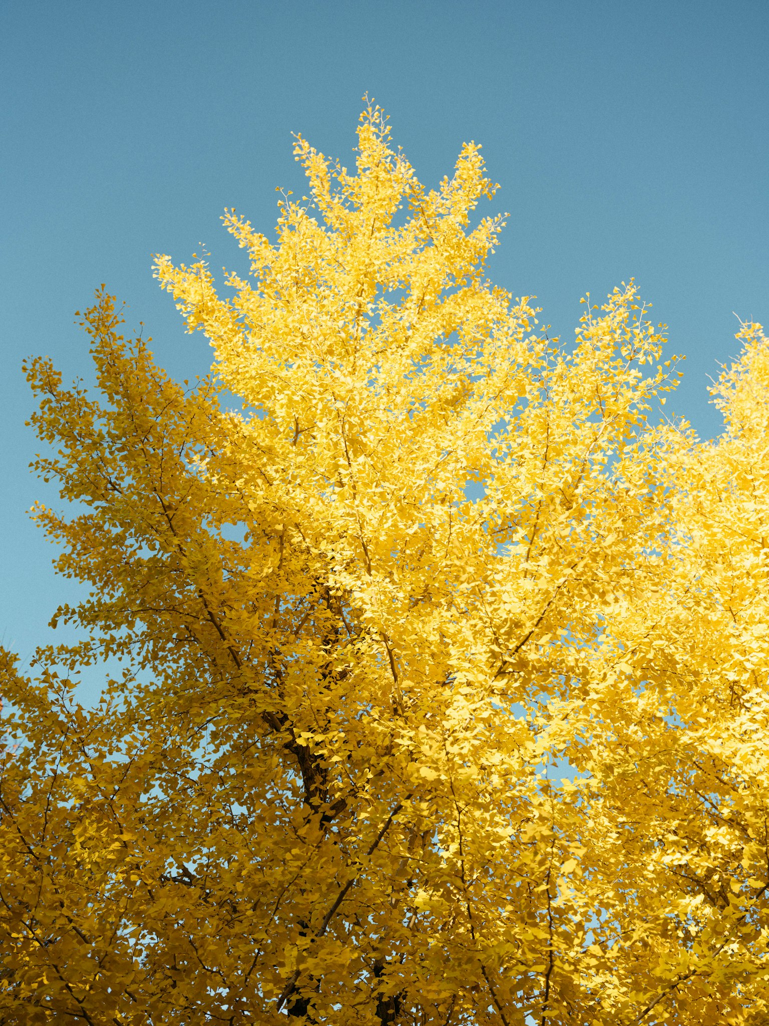 Hojas amarillas vibrantes de un árbol contra un cielo azul claro
