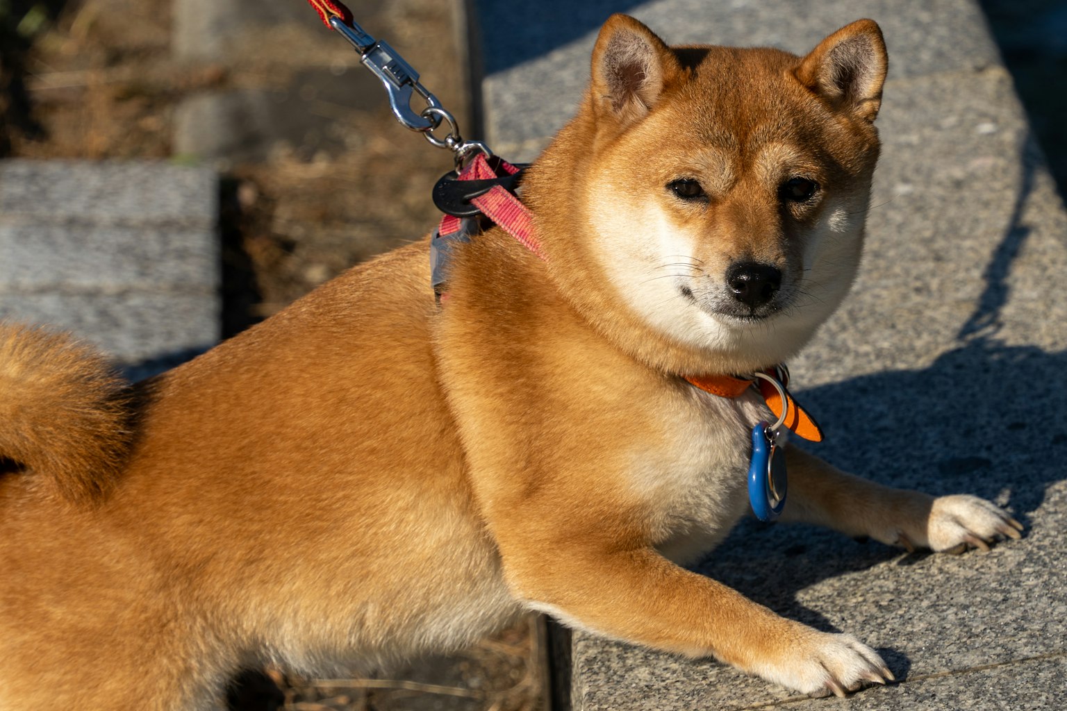 柴犬躺在岩石上，帶著牽引繩