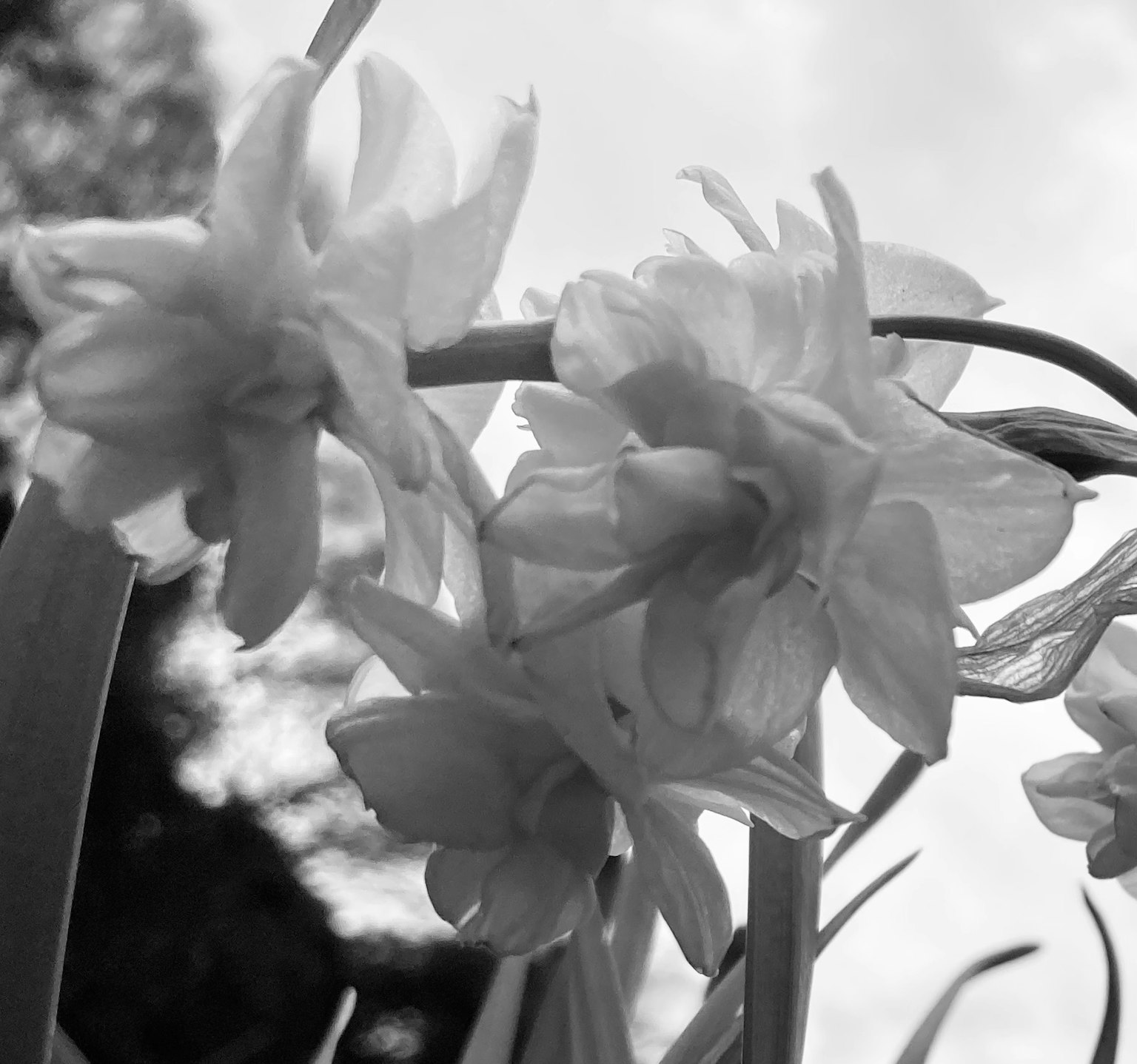 Foto ravvicinata di fiori bianchi in bianco e nero