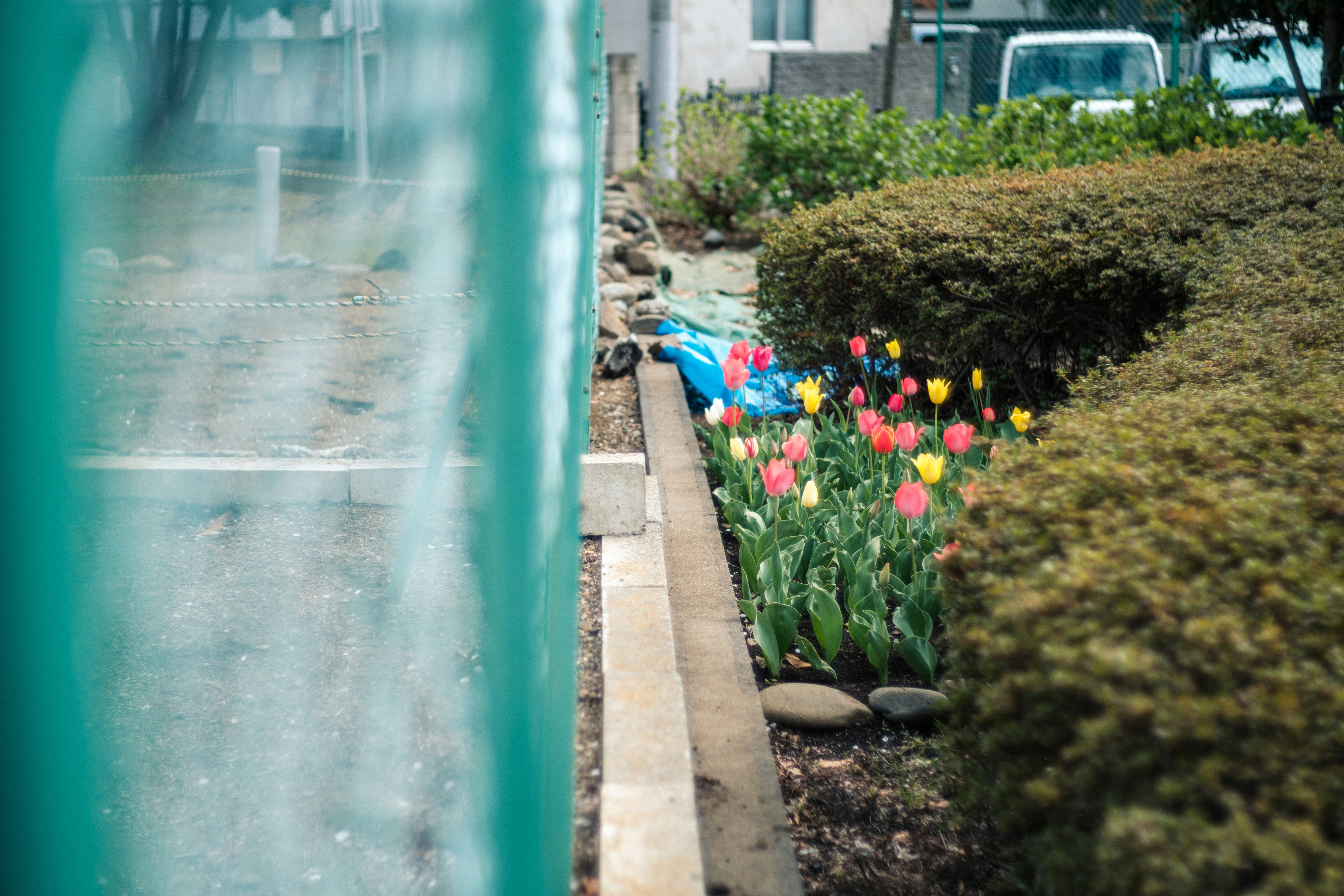 ガラス越しに見える花壇のチューリップと街路の緑