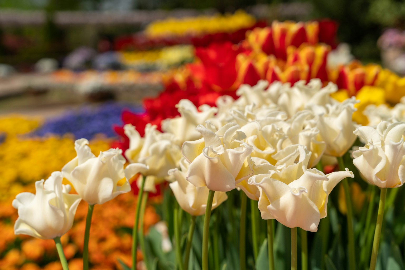 Weiße Tulpen im Vordergrund mit einem bunten Blumengarten im Hintergrund