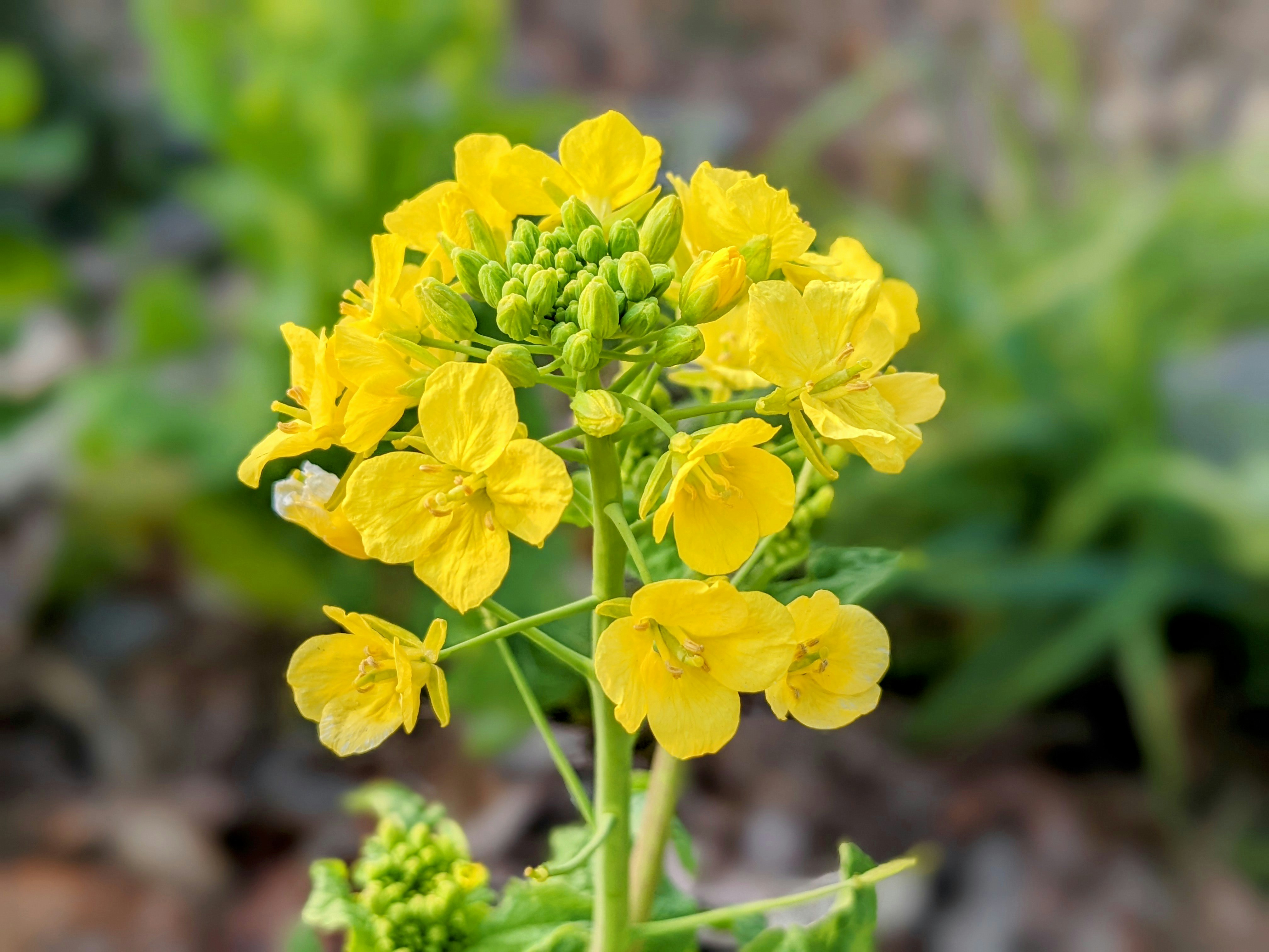 Close-up of yellow rapeseed blossoms