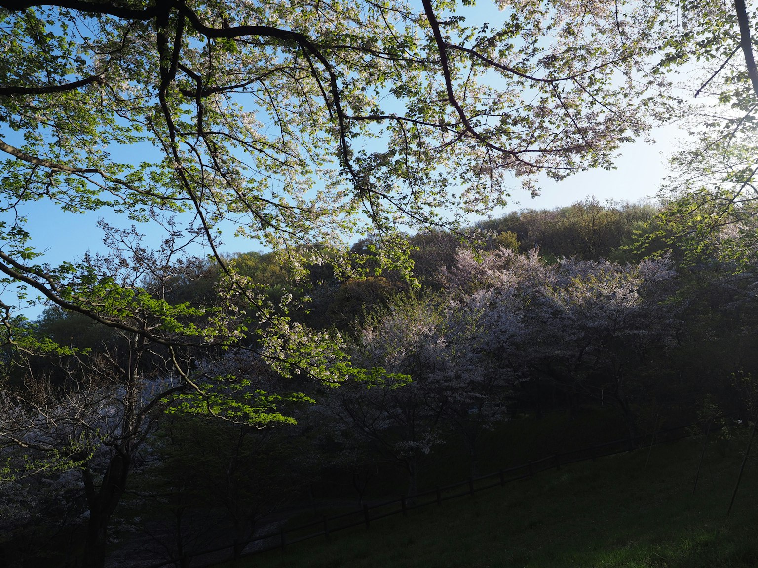 Pohon sakura di bawah langit biru dengan rumput hijau