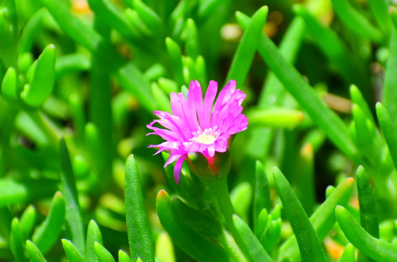 マツバギクの花が鮮やかな緑の葉の間で咲く画像