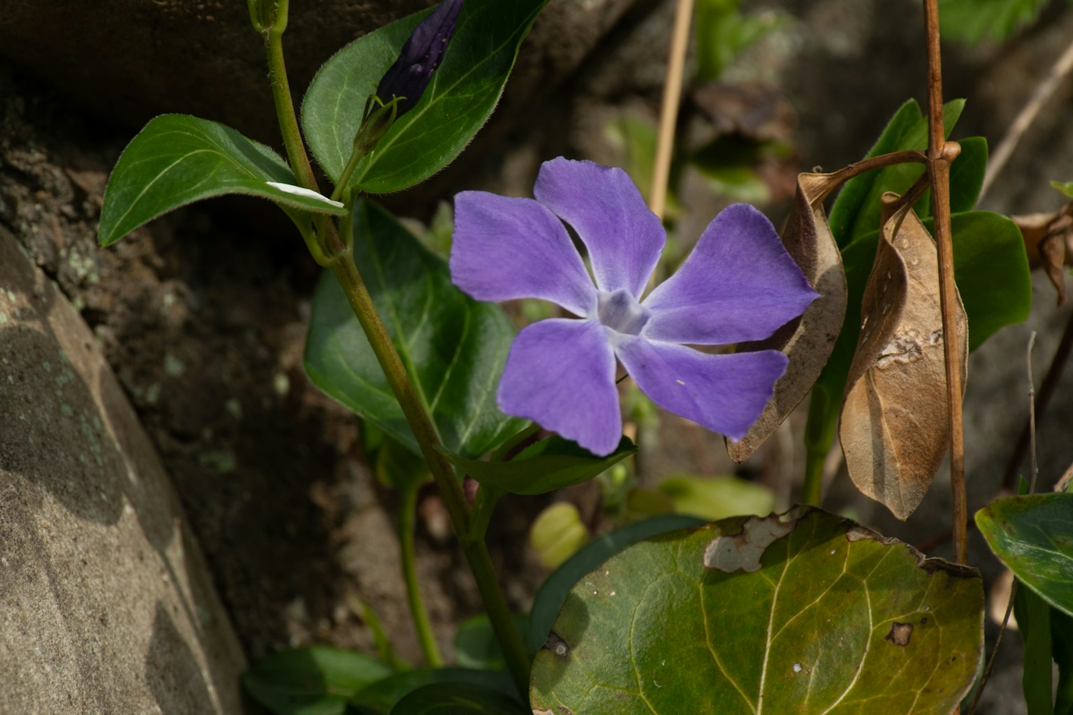 ภาพใกล้ชิดของดอกไม้สีม่วงกับใบเขียว