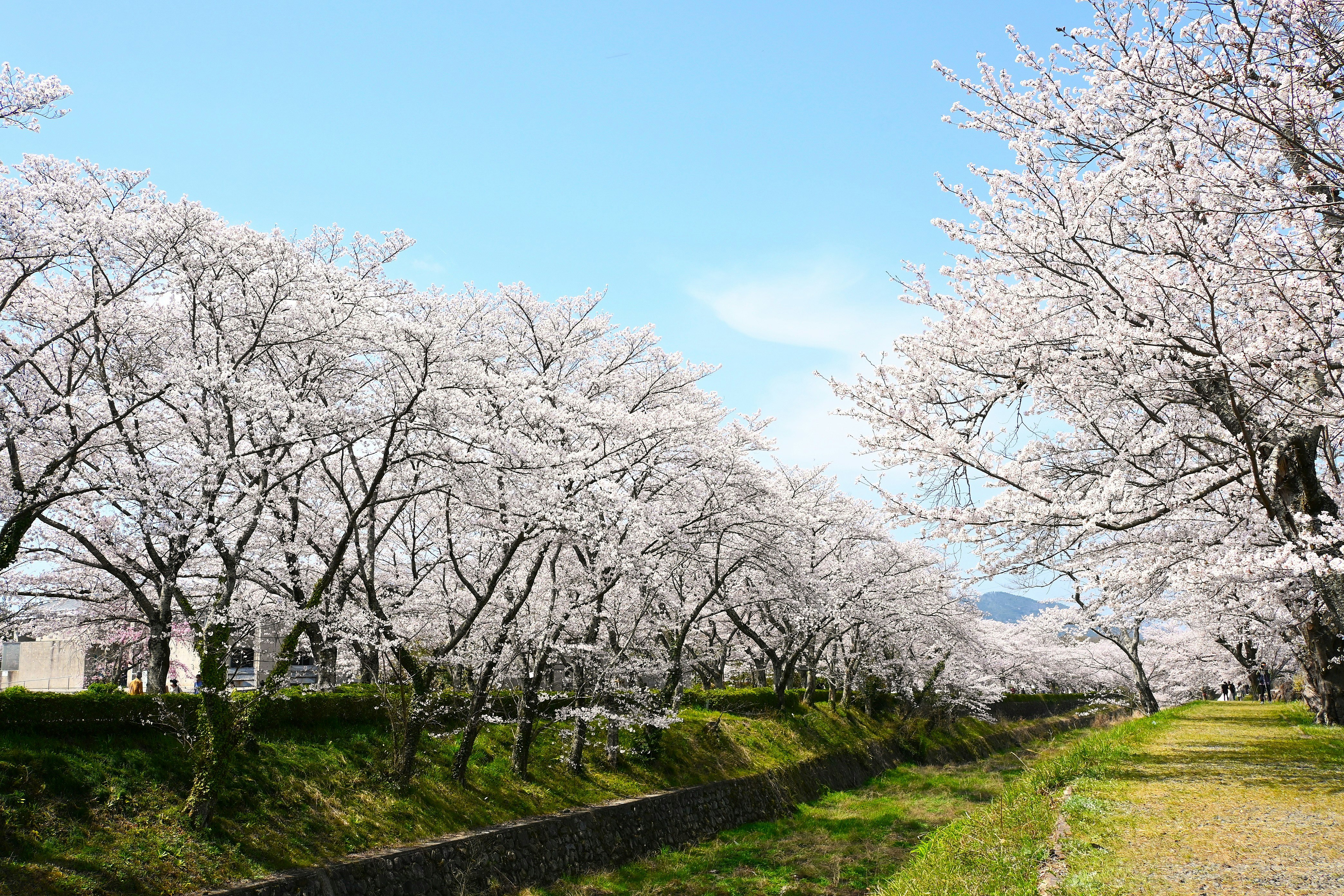 七谷川沿いの桜並木