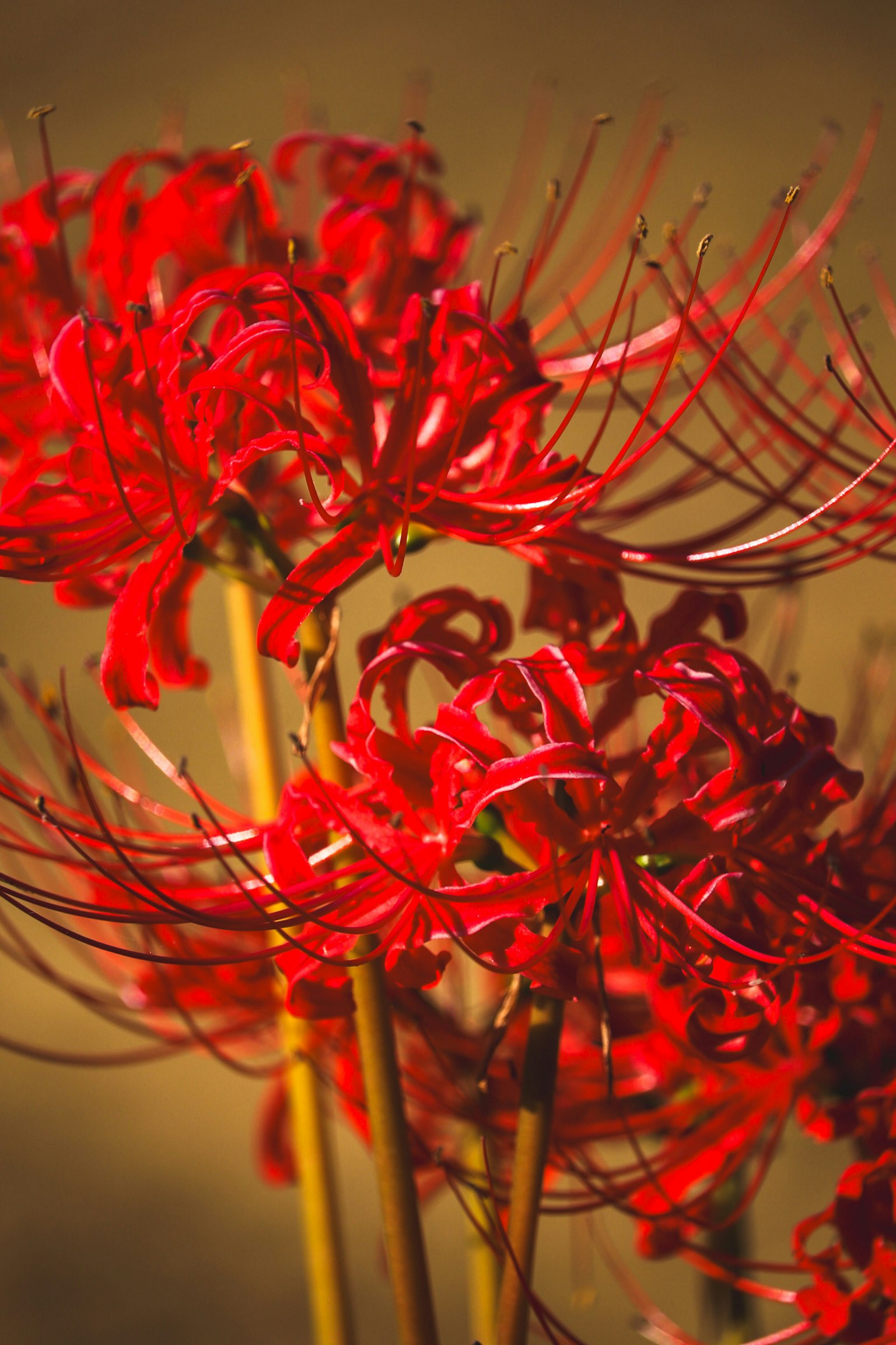 Primer plano de vibrantes lirios araña rojos con pétalos delicados