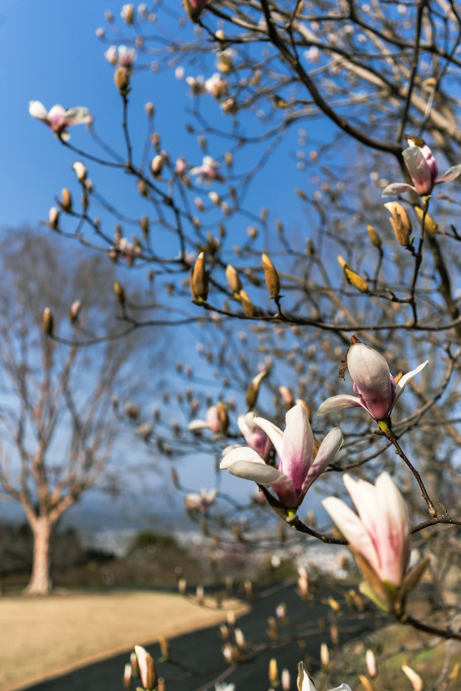Acercamiento de flores y brotes de magnolia contra un cielo azul