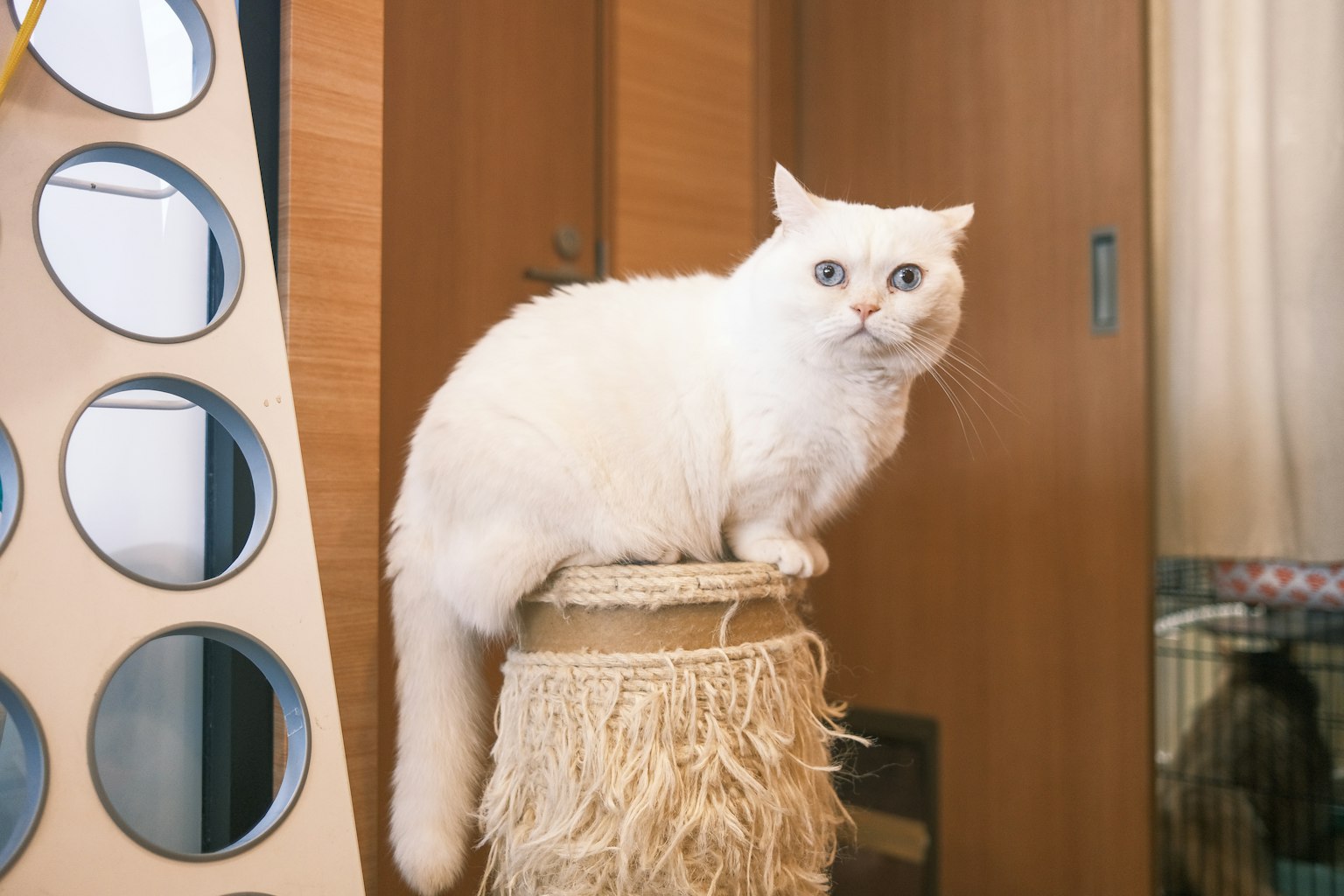 Un gatto bianco seduto su un palo di paglia in una stanza