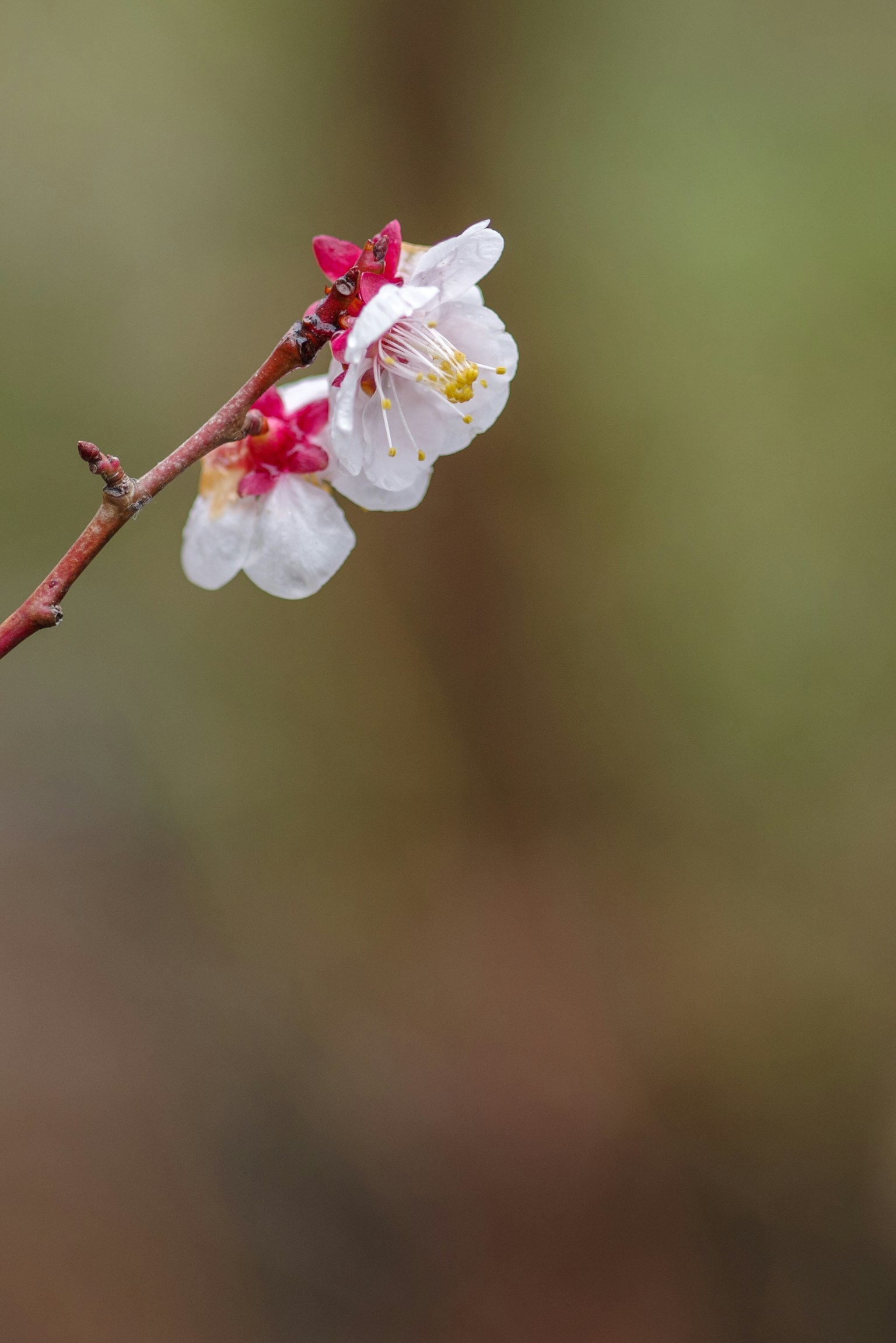 Close-up of a cherry blossom branch with white petals and red buds