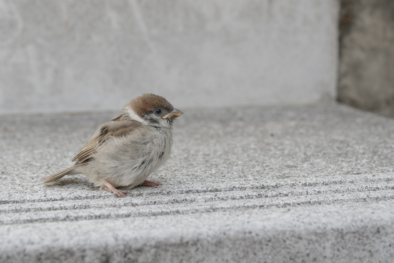 Un pequeño gorrión sobre una superficie de piedra gris