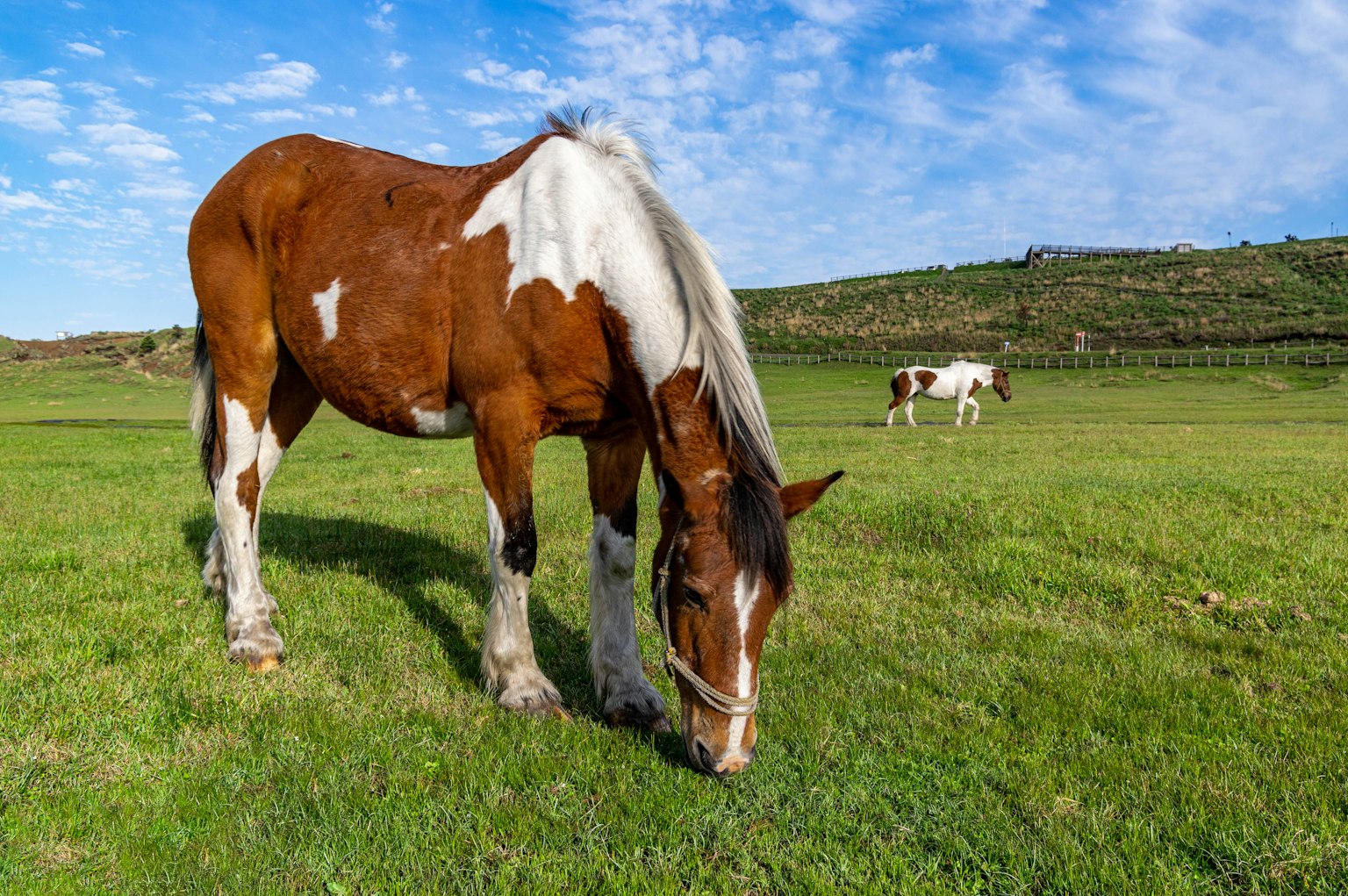 Braunes Pferd grast auf grünem Gras mit einer weißen Kuh im Hintergrund