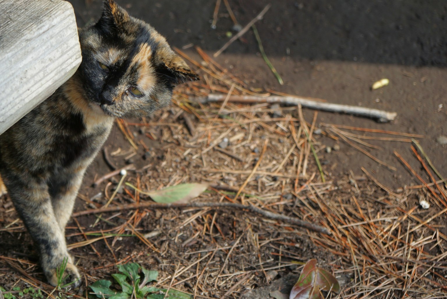 A cat partially hidden under a wooden structure with natural surroundings