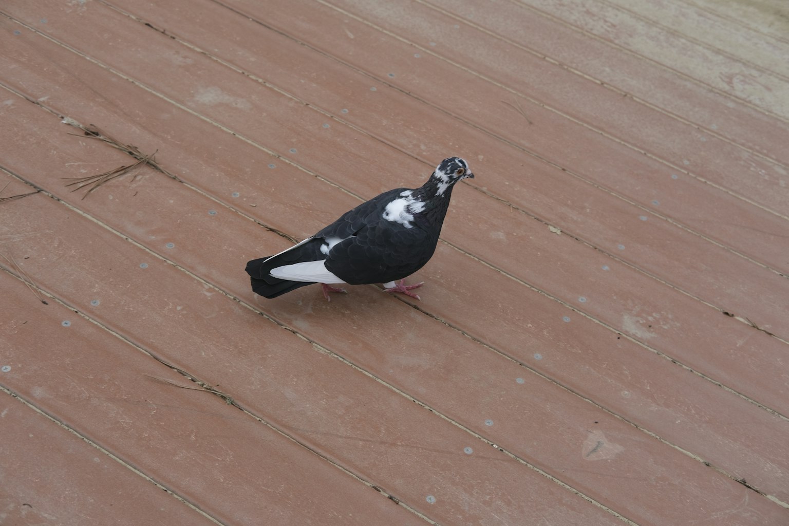 Un pigeon noir et blanc marchant sur un sol en bois