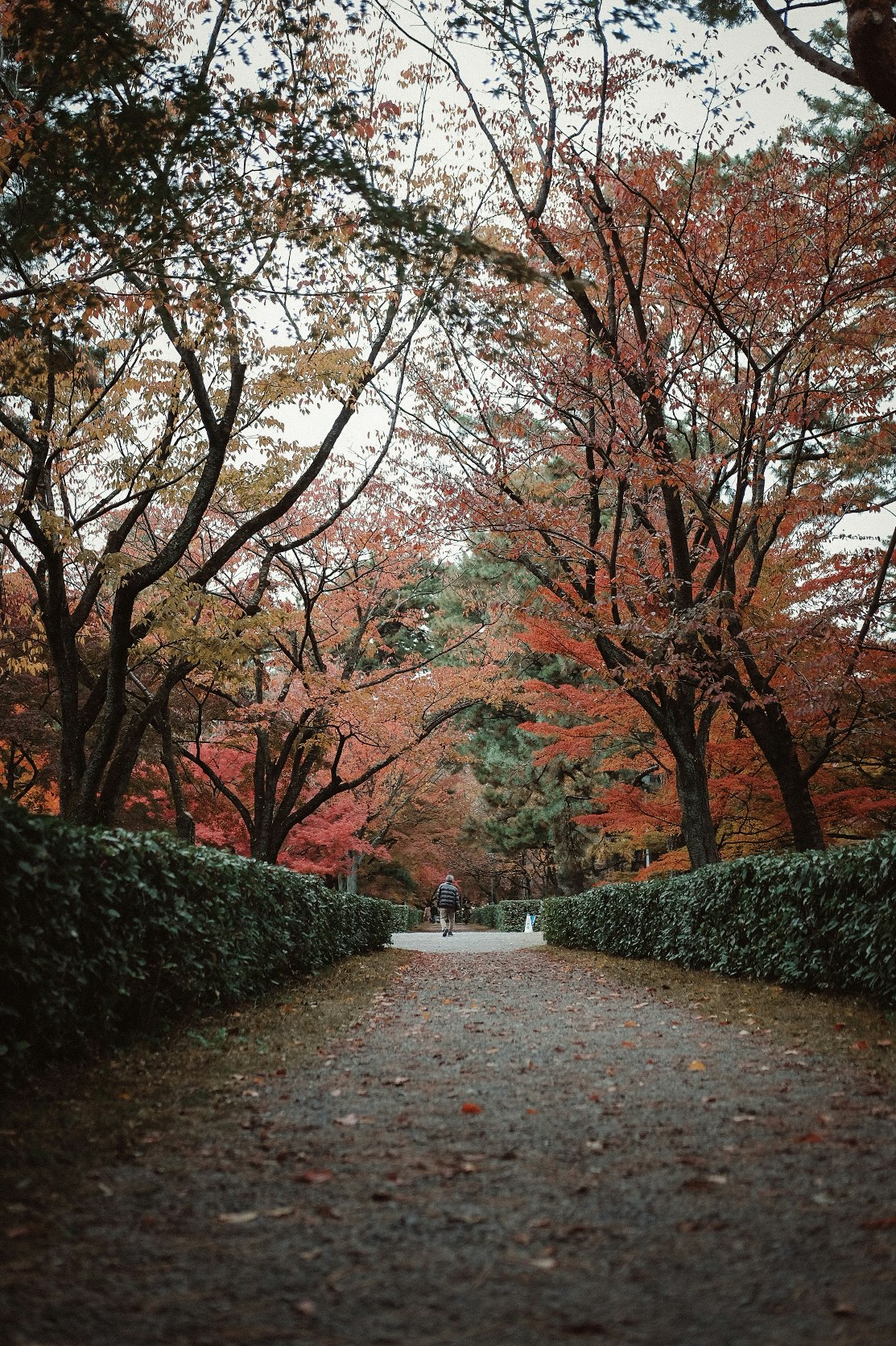 allée bordée d’érables d’automne avec une personne qui marche