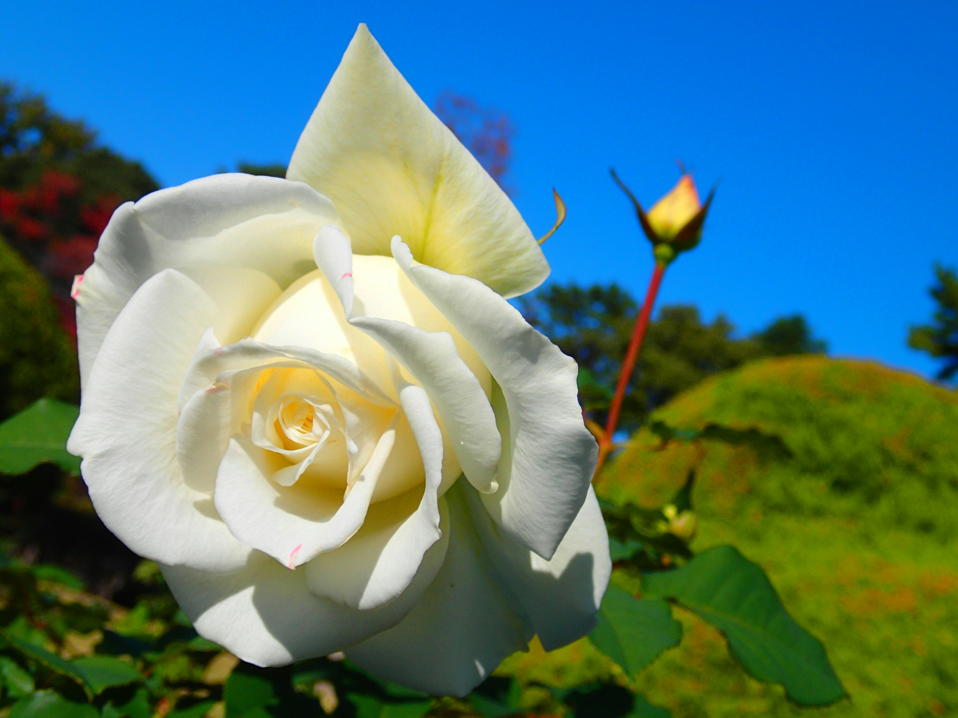 Nahaufnahme einer weißen Rose im Blütenstand unter blauem Himmel