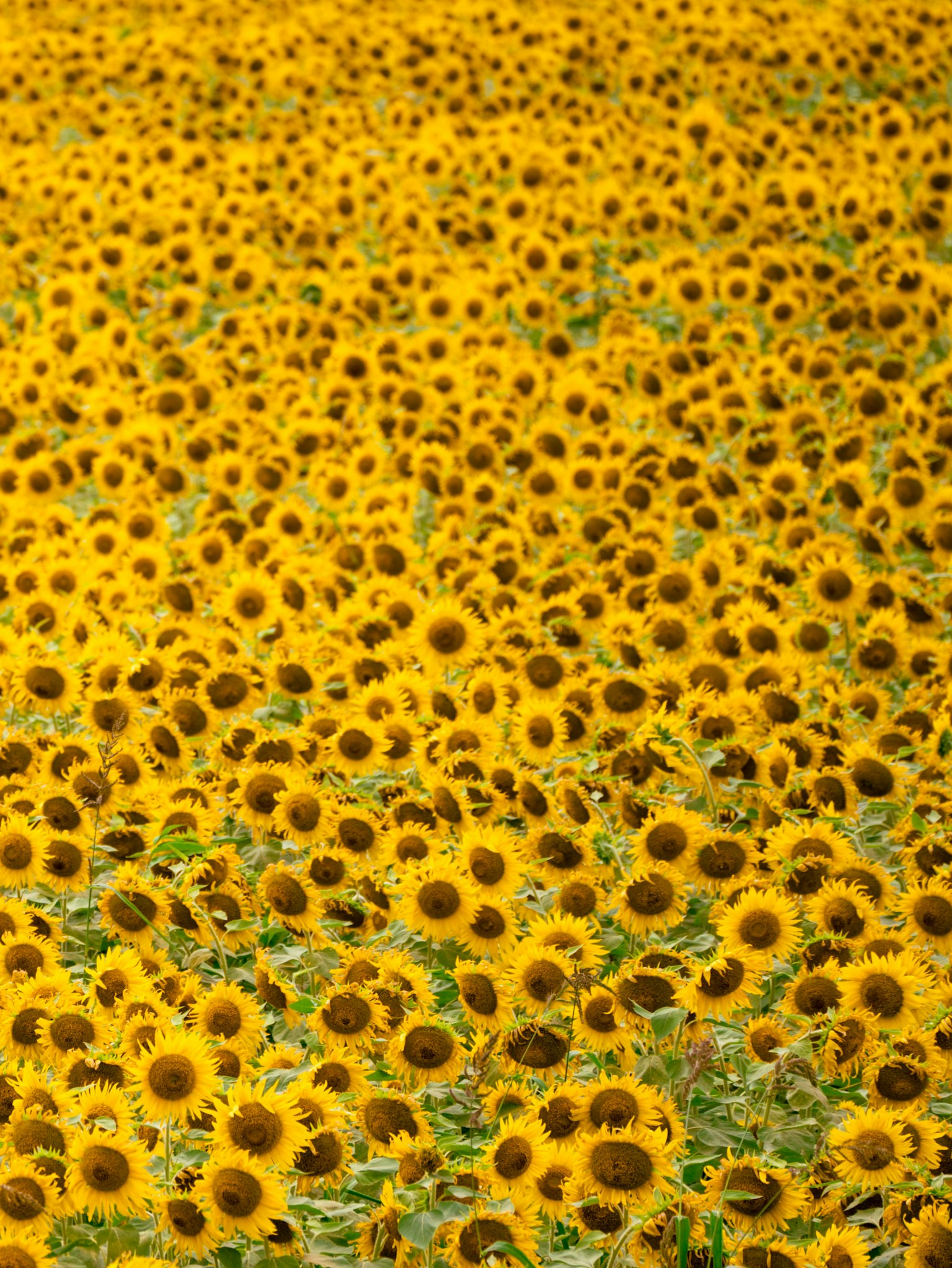 ทุ่งดอกทานตะวันที่สดใสมีดอกไม้สีเหลืองสดใส
