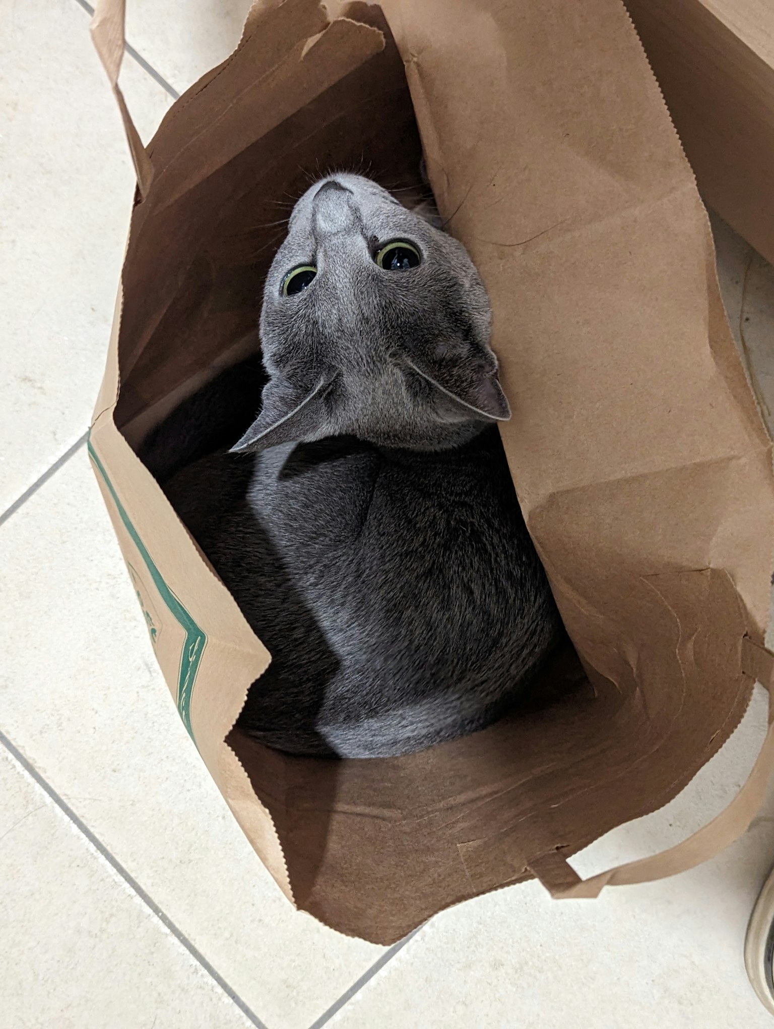 Eine graue Katze liegt in einer braunen Papiertüte und schaut nach oben