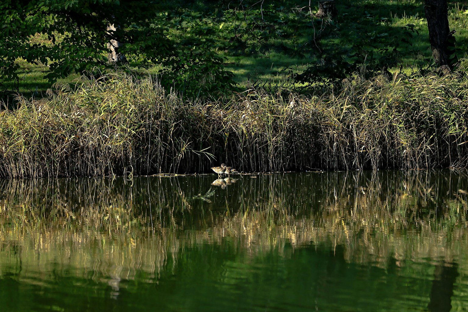 Reflejo de hierba y árboles en la superficie tranquila del lago