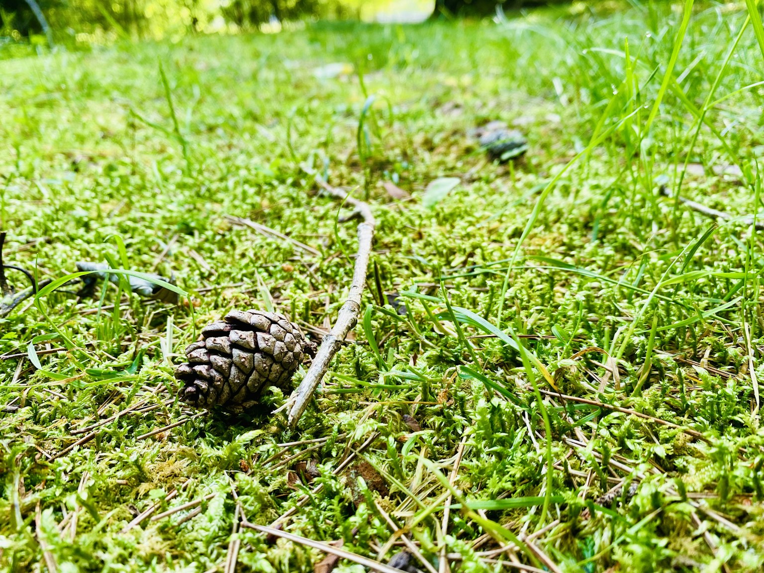 Pine cone resting on green mossy grass with small twigs