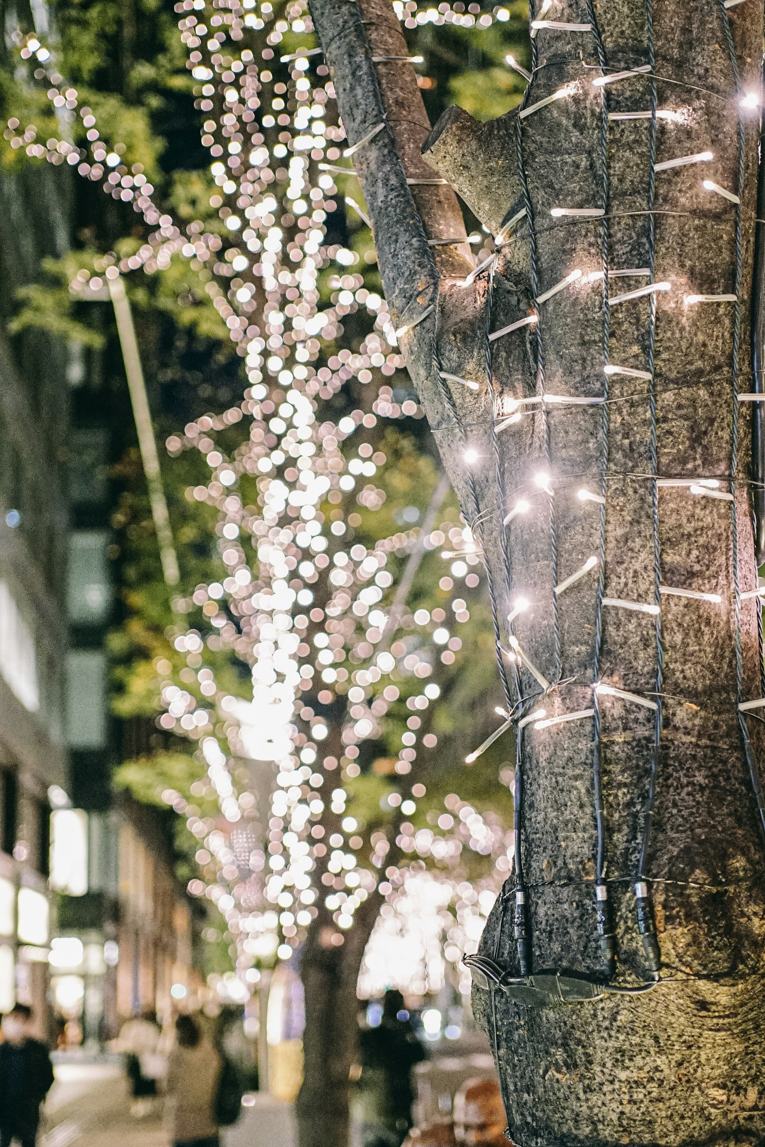 Una escena nocturna con luces envueltas alrededor de árboles en la ciudad