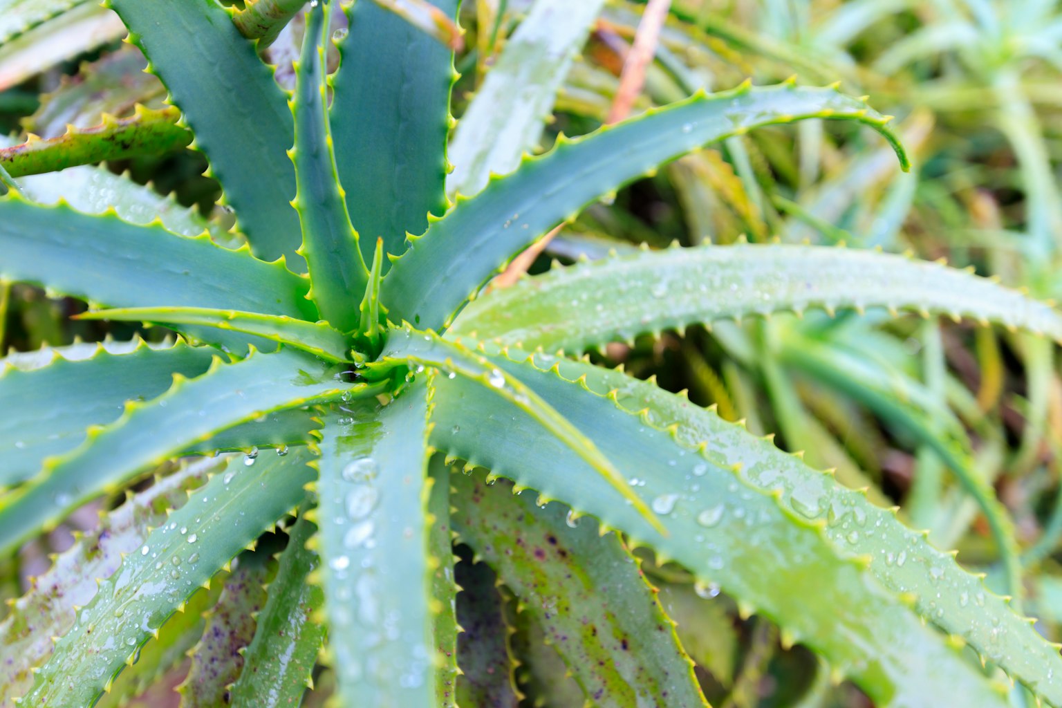 Nahaufnahme einer grünen Aloe-Vera-Pflanze mit Wassertropfen auf den Blättern