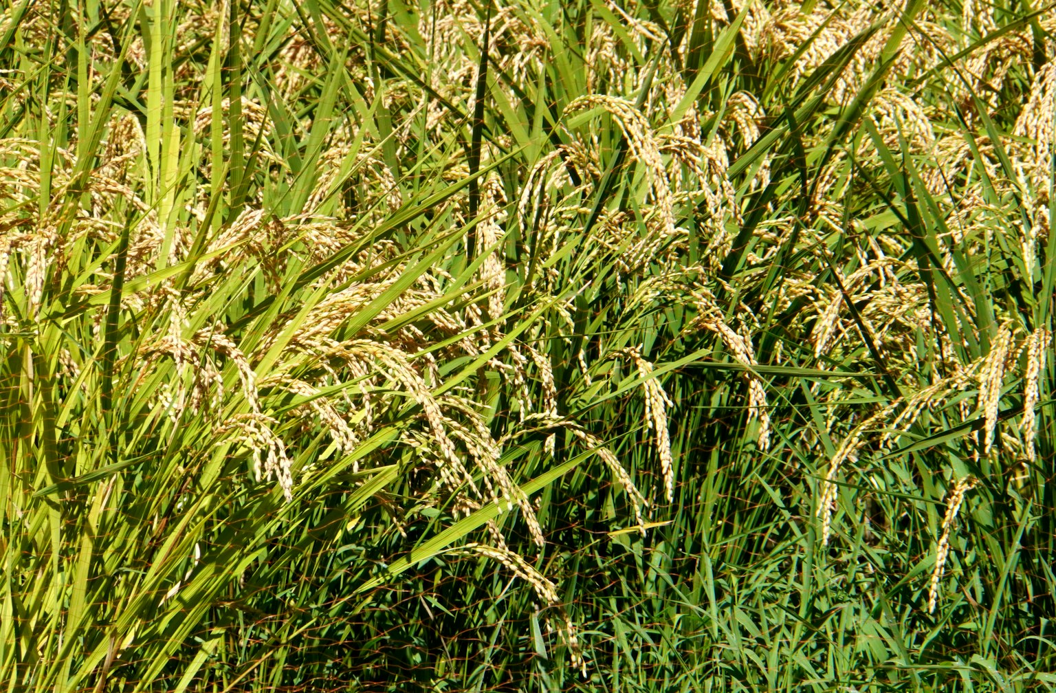 Plantes de riz vert luxuriant avec des grains dorés dans un champ vibrant