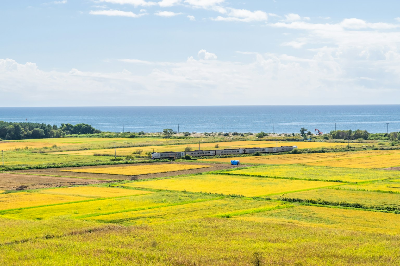 Vibrant yellow rice fields with a blue ocean in the background