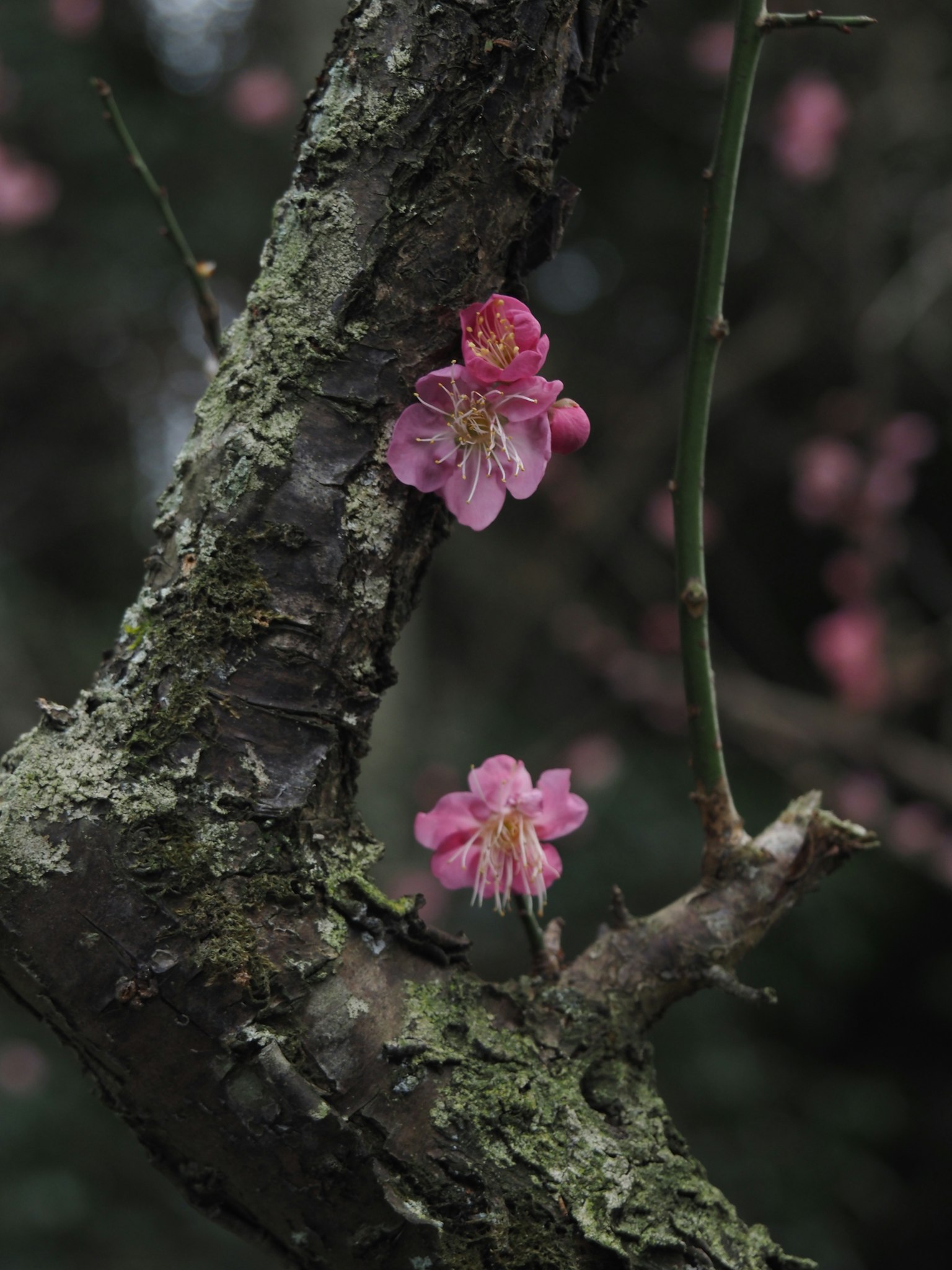 Pink flowers blooming on a tree branch with moss