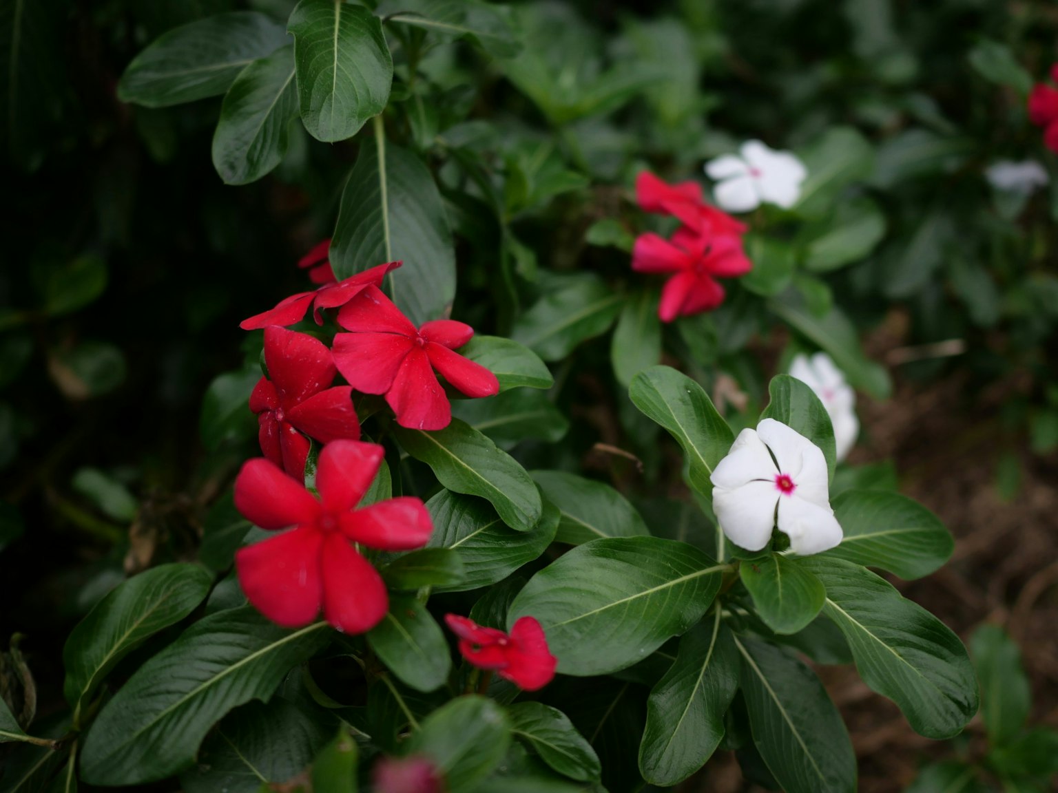 Flores rojas y blancas floreciendo entre hojas verdes