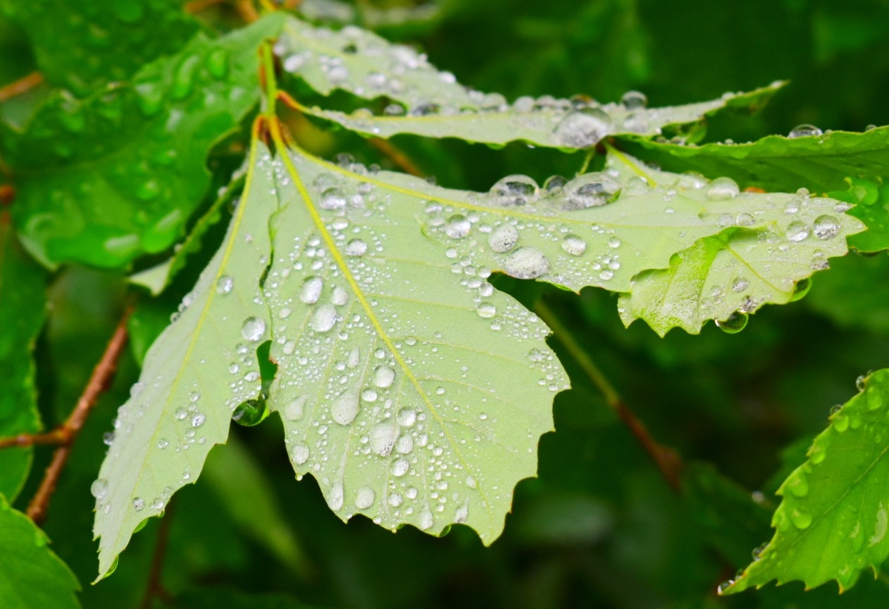 雨の雫が付いた葉の裏側のクローズアップ