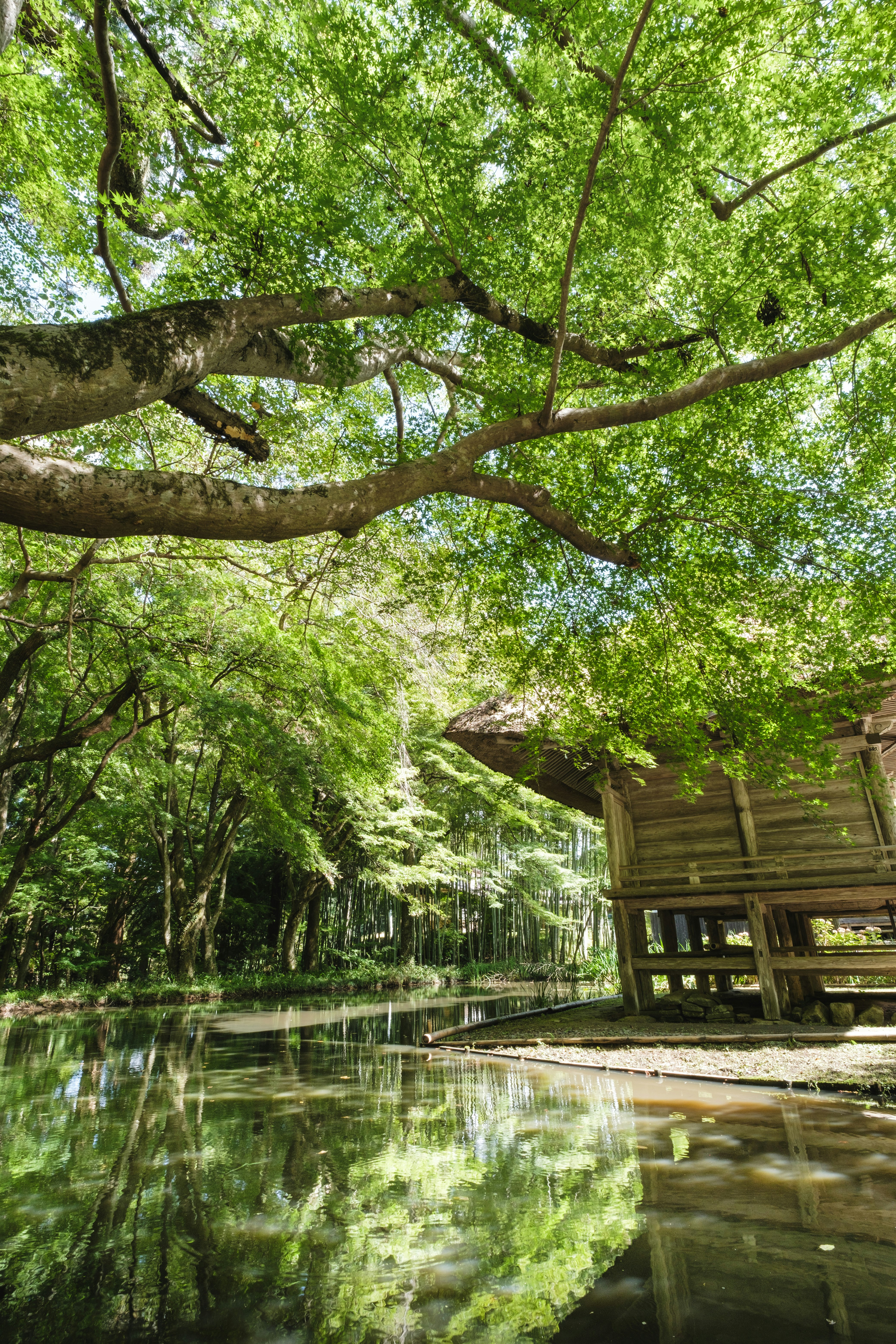 池のそばの木々と木製の小屋がある緑豊かな庭園