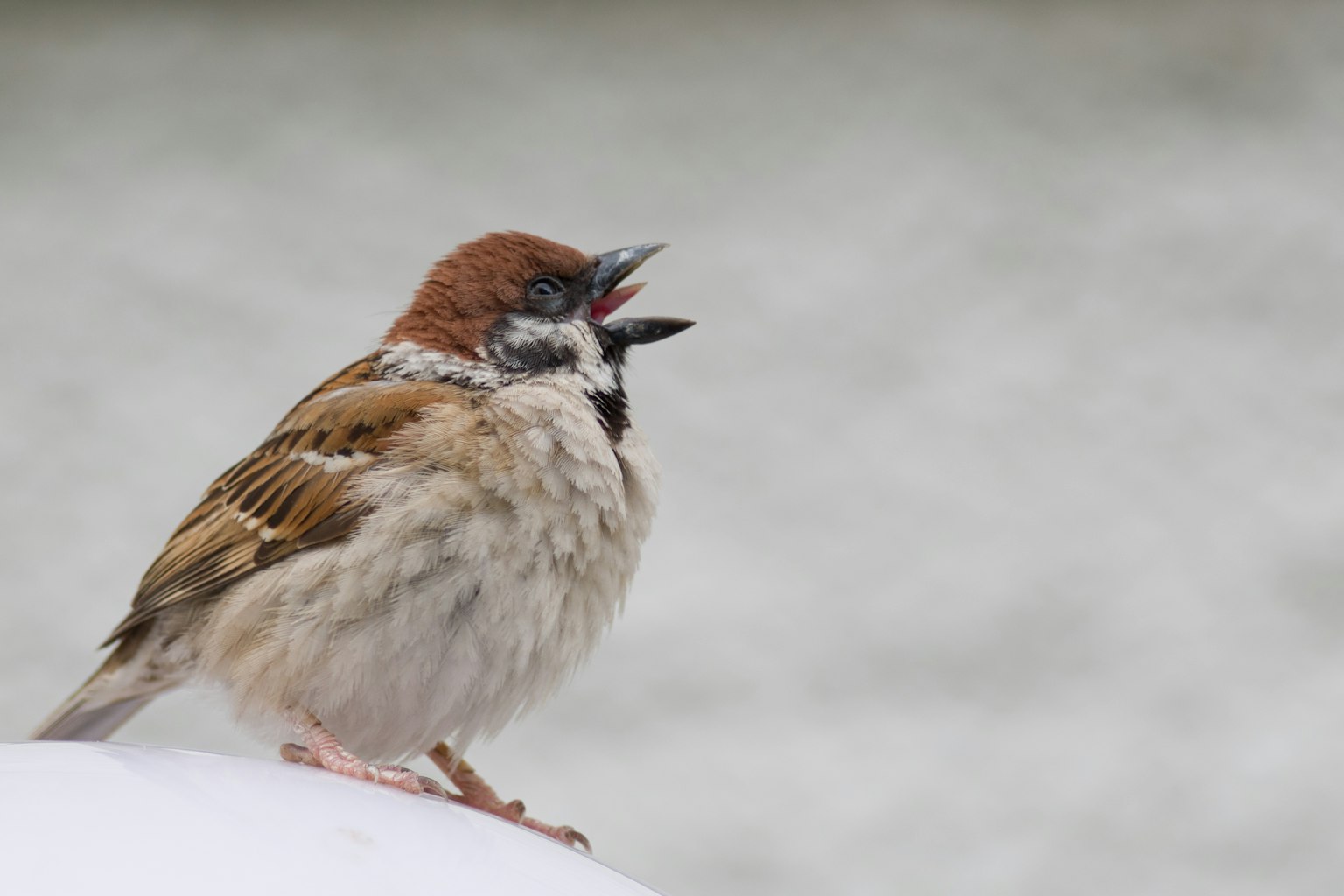 A sparrow with a brown head and fluffy body singing