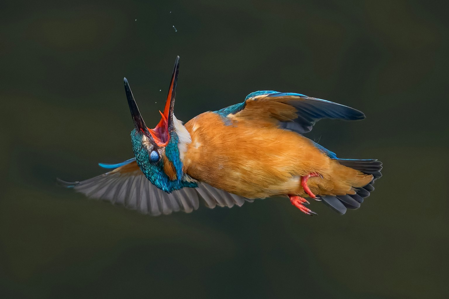 Un martinete azul y naranja vibrante volando en el aire