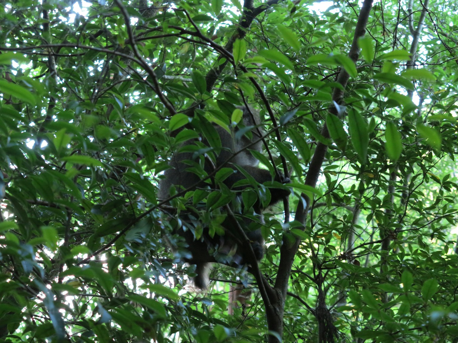 部分隱藏在樹葉中的動物被綠色葉子包圍